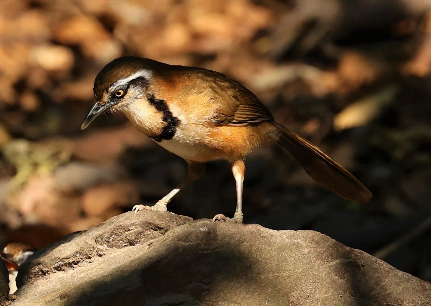 LAUGHINGTHRUSH - LESSER NECKLACED LAUGHINGTHRUSH - Garrulax monileger - LUNG SIN HIDE NEAR KAENG KRACHAN FEB 2022 (1).jpg