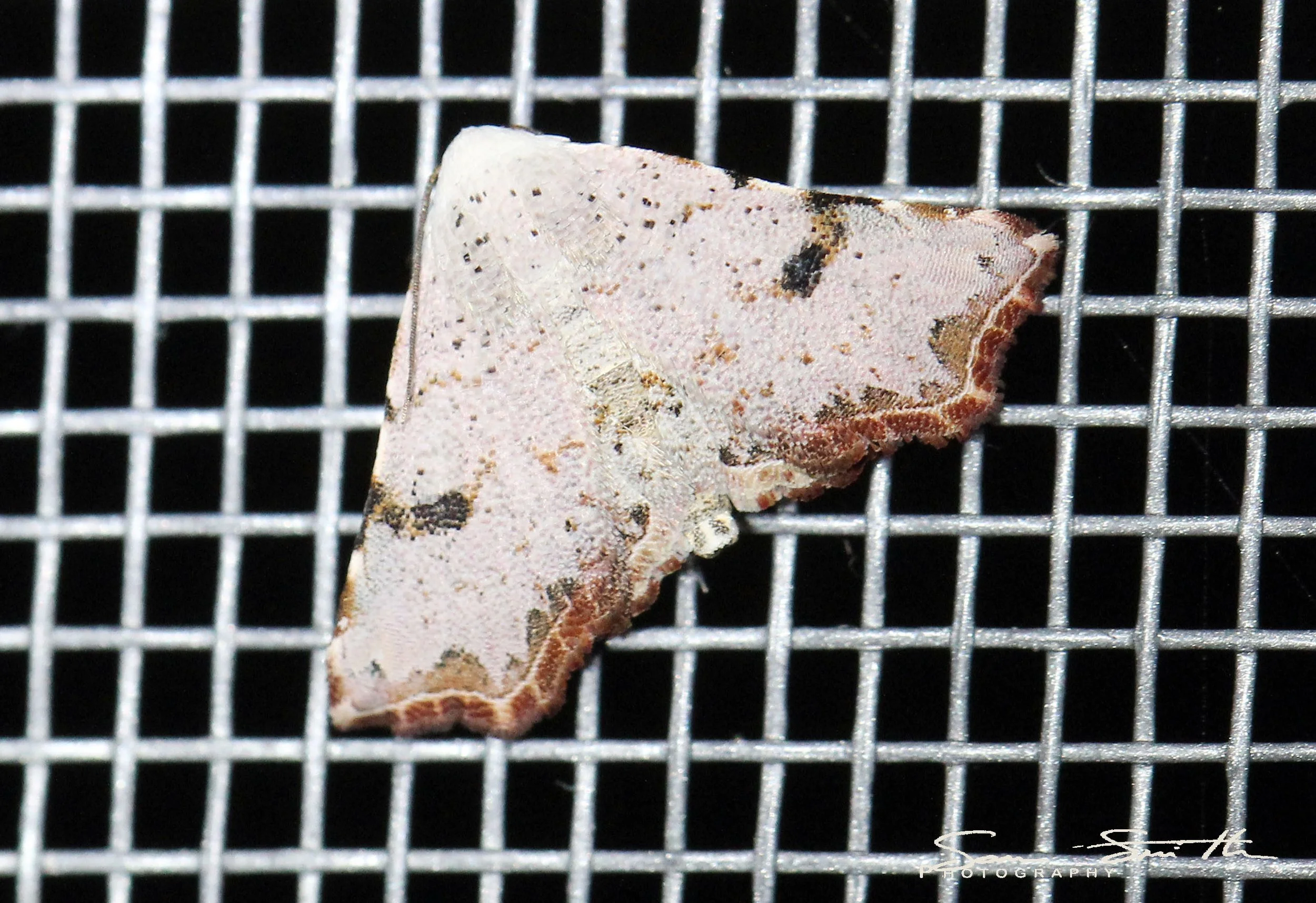 Geometridae - Unidentified Species 1 - Koh Lanta, Thailand 