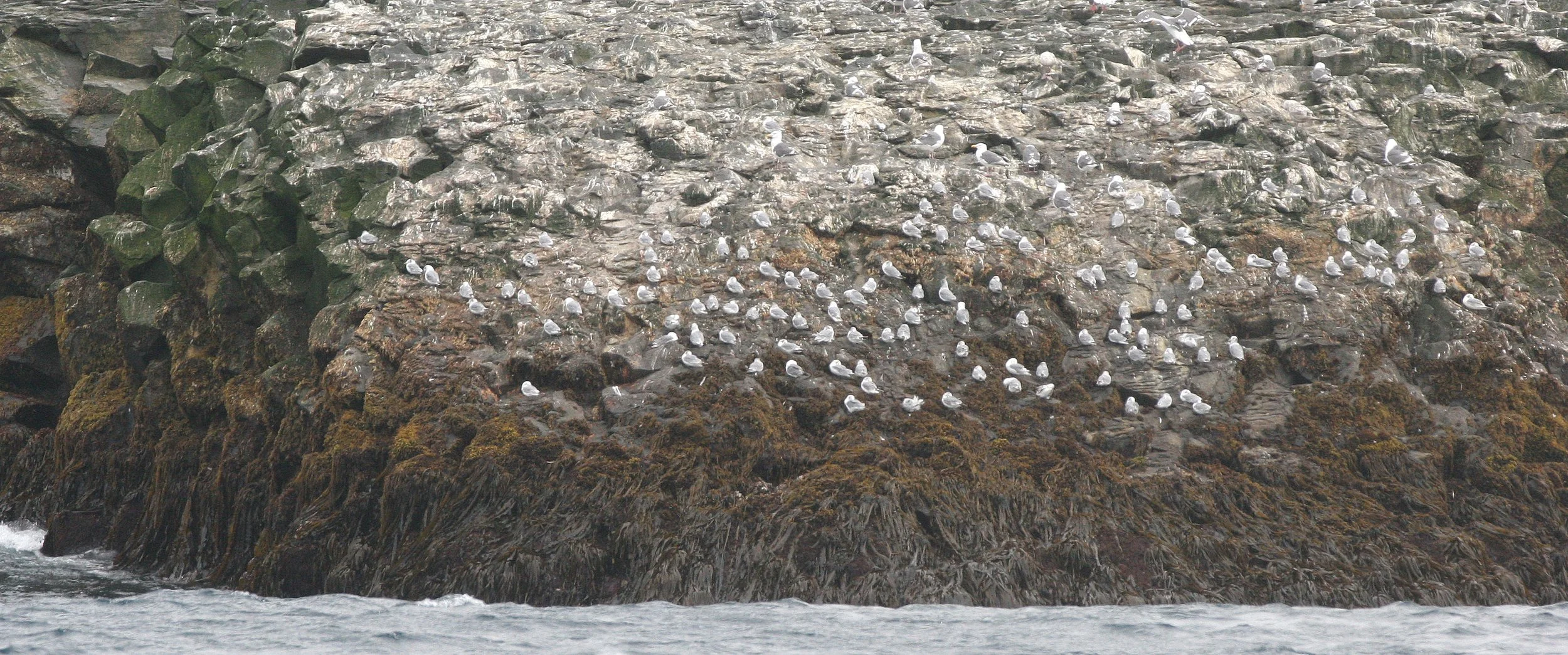 BIRD - GULL - SLATY-BACKED ROOKERY WITH BLACK-LEGGED KITTIWAKES - KURIL ISLANDS RUISSA (2).jpg