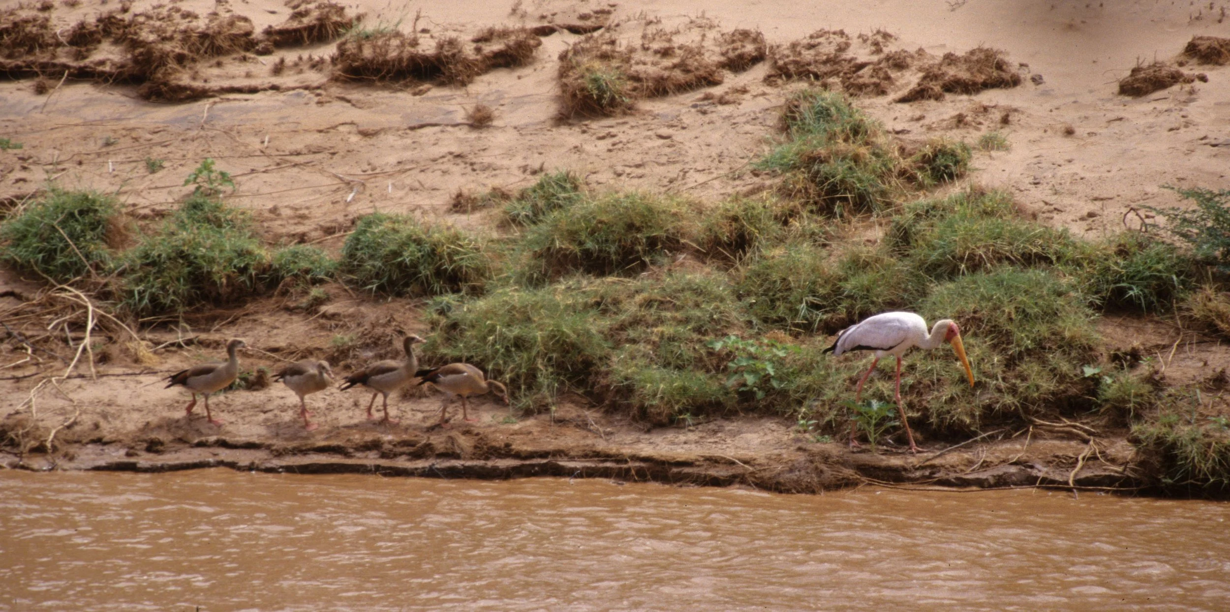 BIRDS - GOOSE - EGYPTIAN WITH YELLOW BILLED STORK - SHABA.jpg