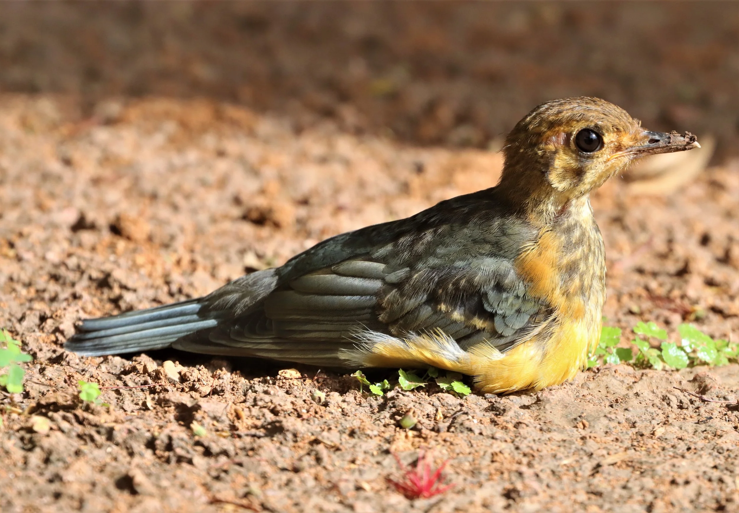 Orange-headed Thrush (Zoothera citrina) Doi Ang Kang Chiang Mai (21).jpg