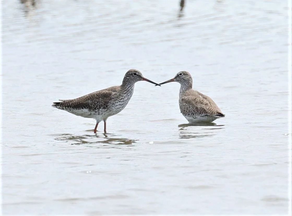 REDSHANK - COMMON REDSHANK - Tringa totanus - BANG PU MANGROVE FOREST MAY 7 2022 (1).jpg