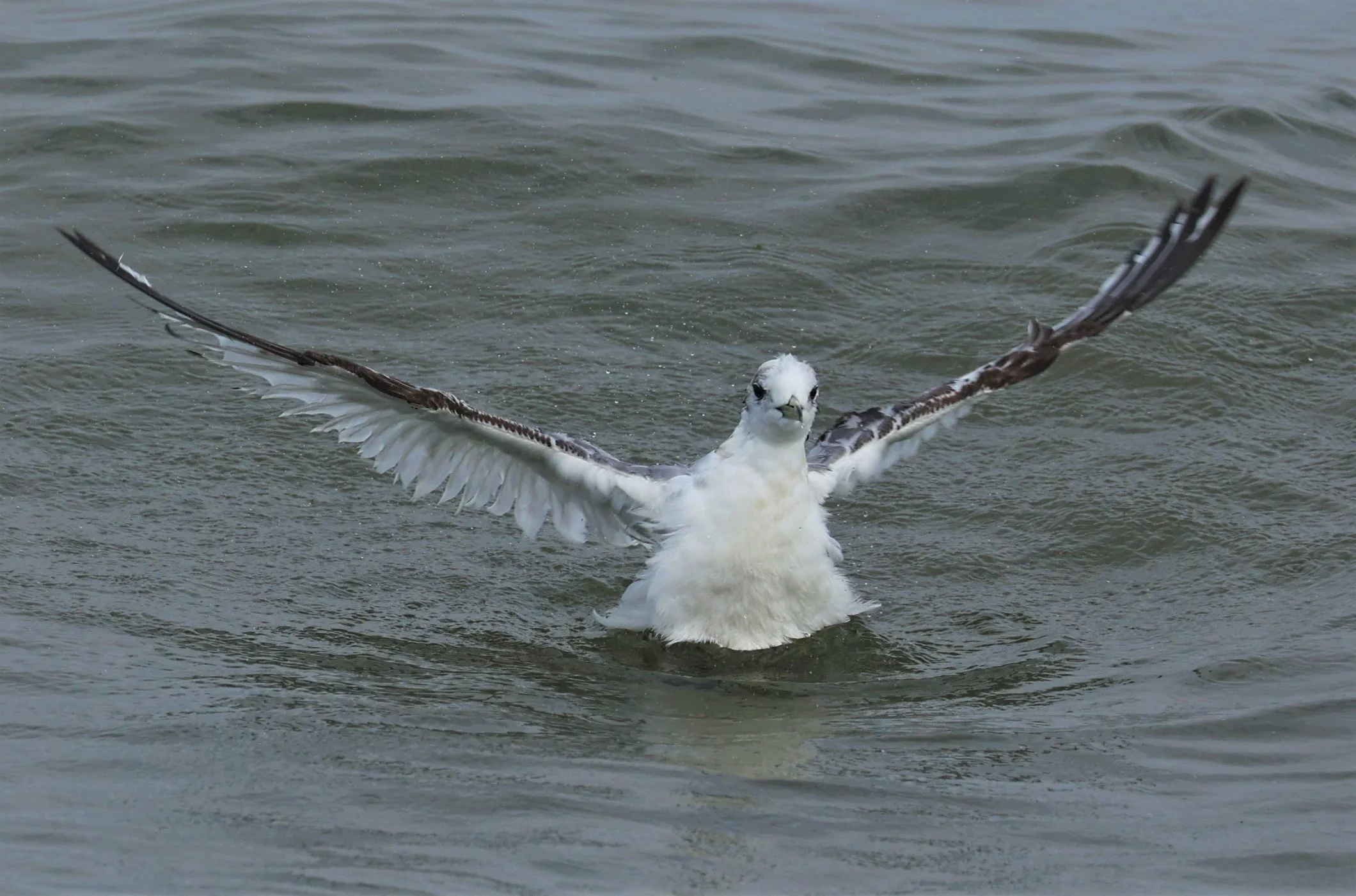 KITTIWAKE - BLACK-LEGGED KITTIWAKE - Rissa tridactyla - GULF OF SIAM OFF BANGKOK & SAMUT SAKHORN FEB 05 2022 (77).jpg