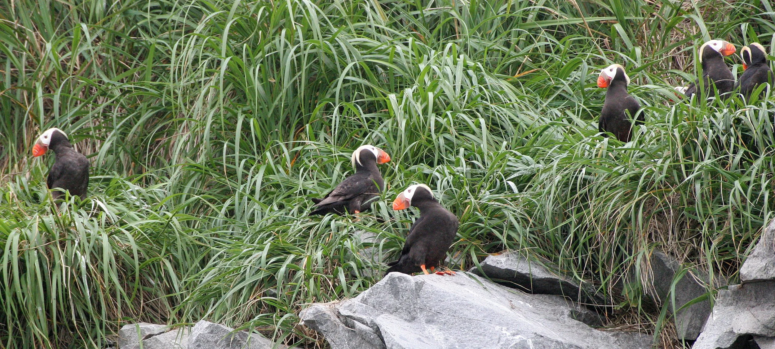 Fratercula cirrhata - TUFTED PUFFIN - COAST OF KAMCHATKA (91).jpg