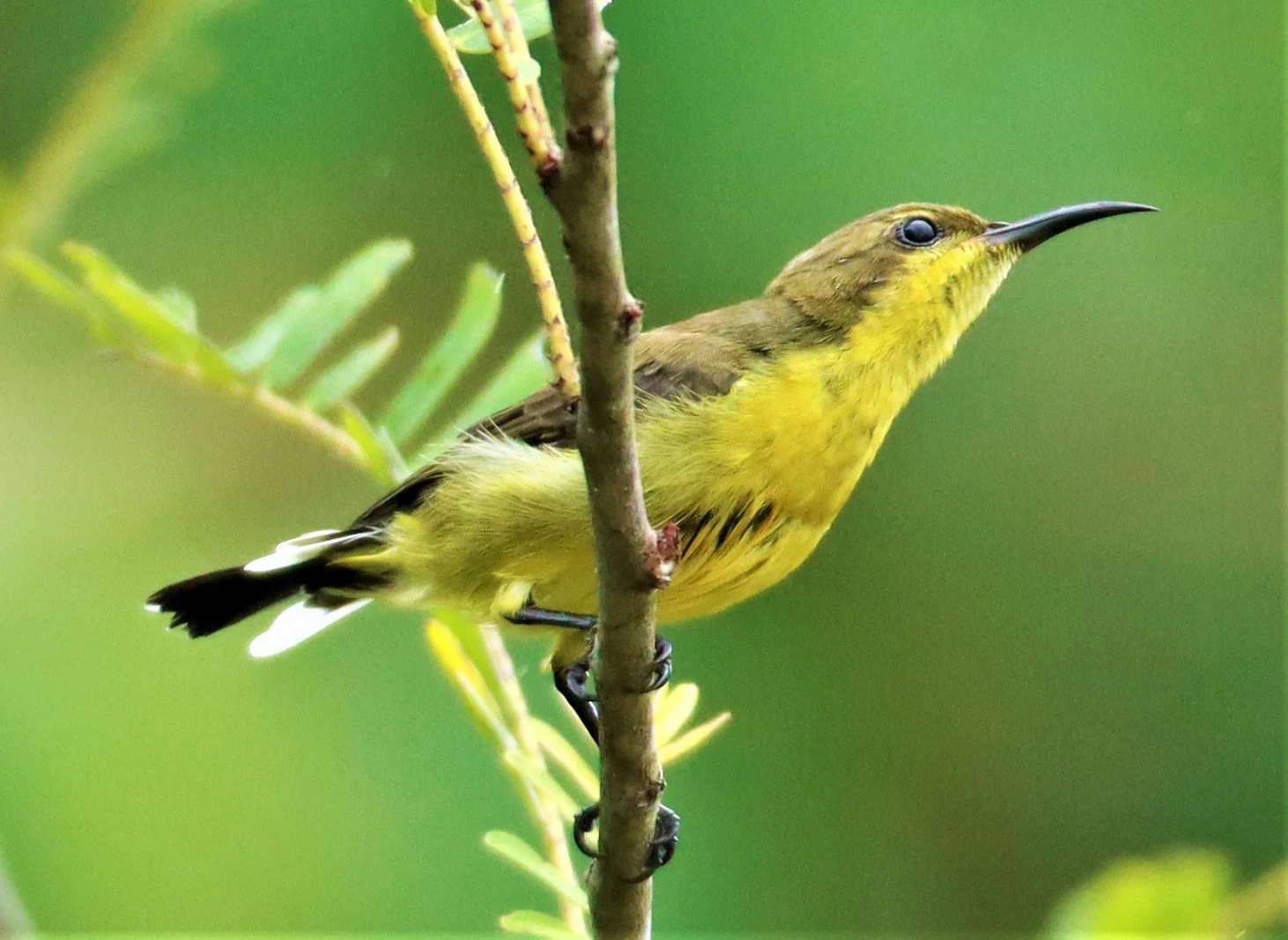 SUNBIRD - OLIVE-BACKED SUNBIRD - Nectarinia jugularis - NONG YA PLONG PETCHABURI (76).jpg