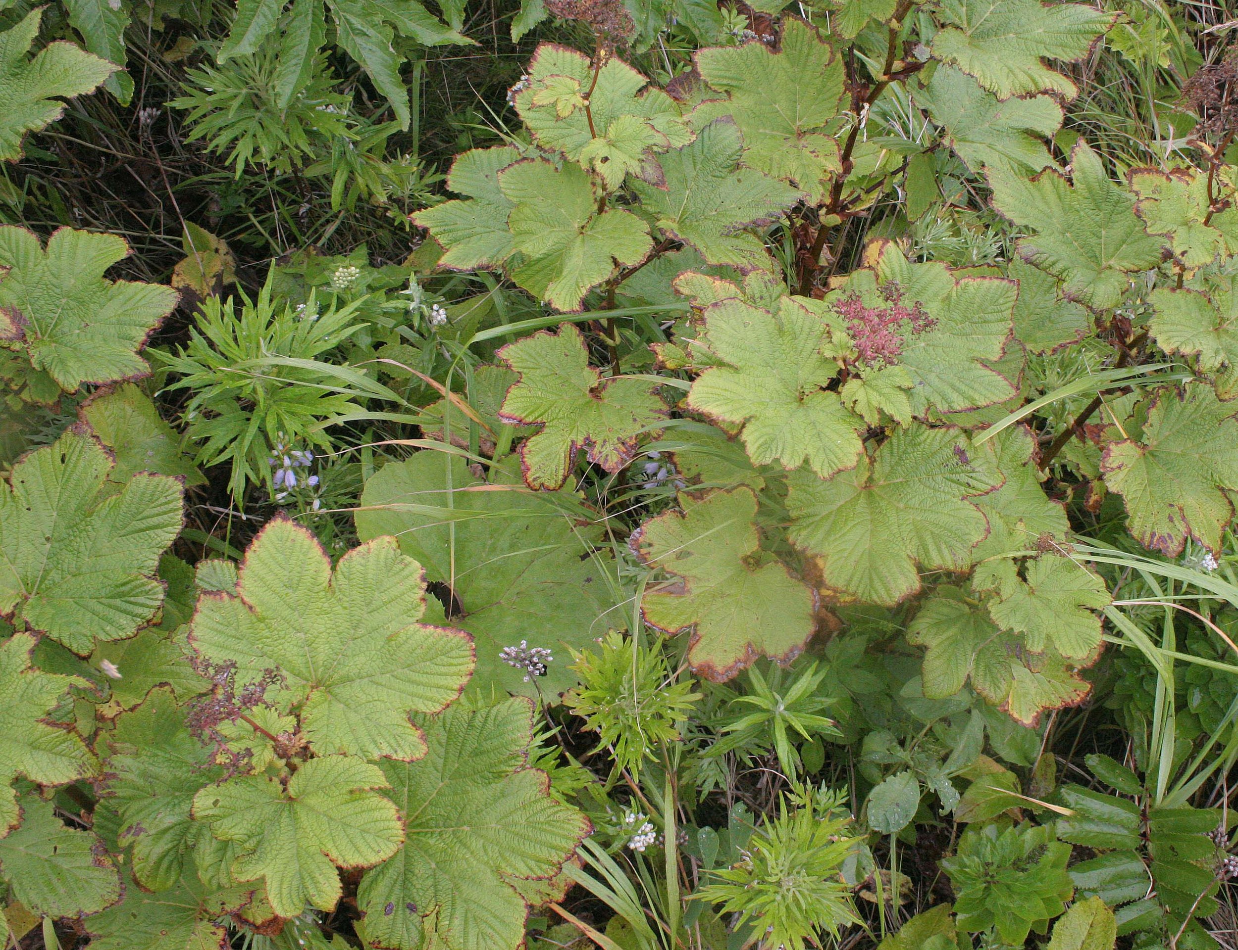 KURIL ISLANDS - FLORA  (90).jpg