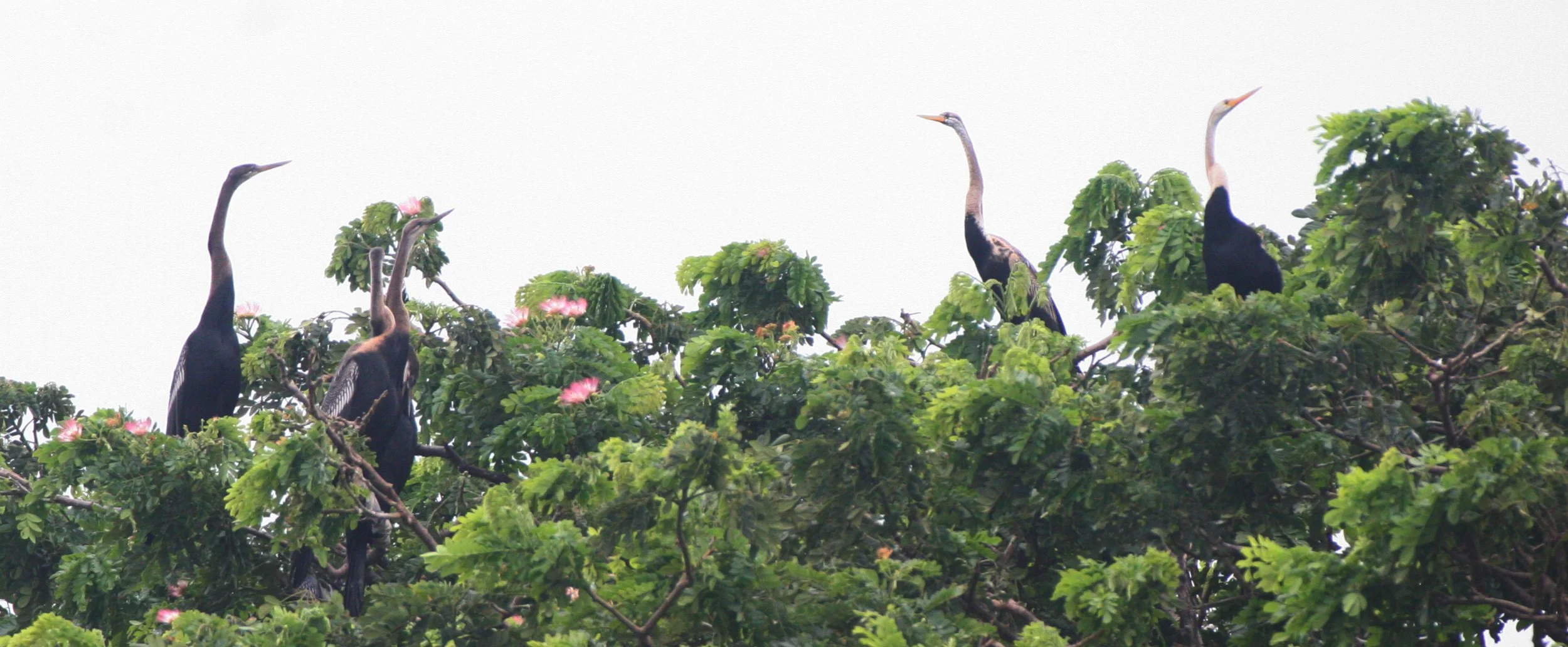 DARTER - Anhinga melanogaster - BUENG BORAPHET THAILAND (15).JPG