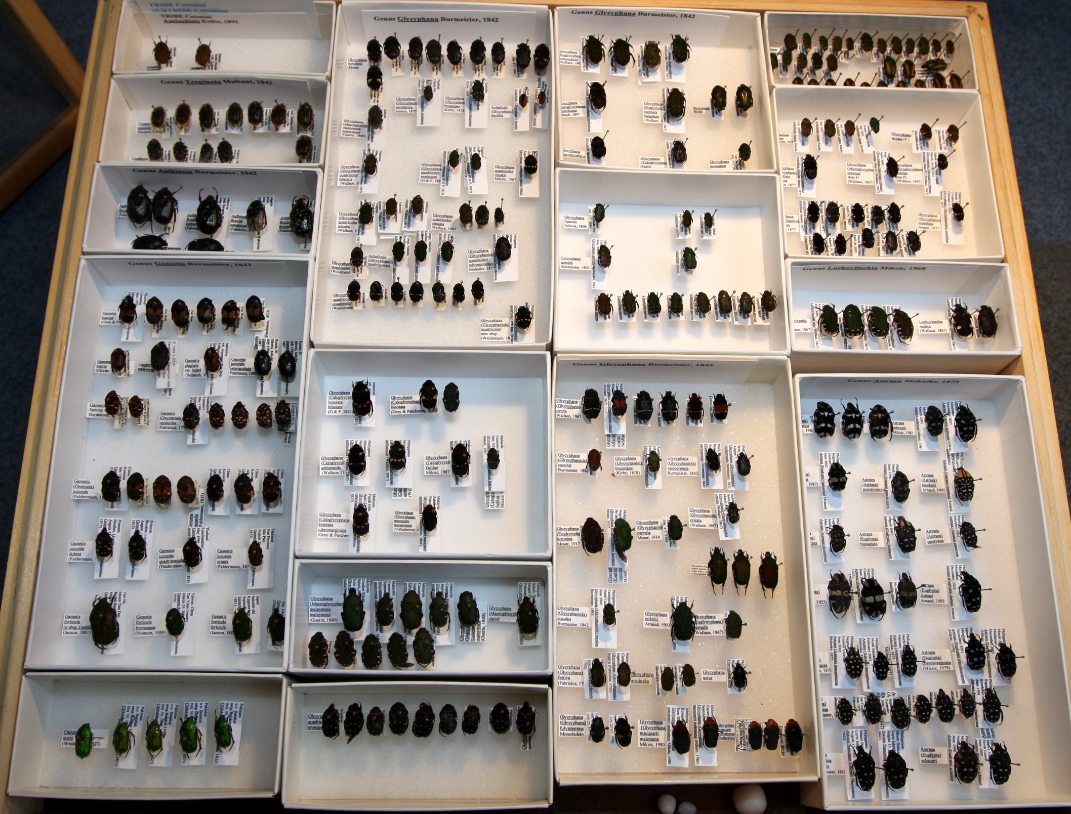 Cetoniinae 24 – misc Asian species, Gycyphana, Astraea.JPG