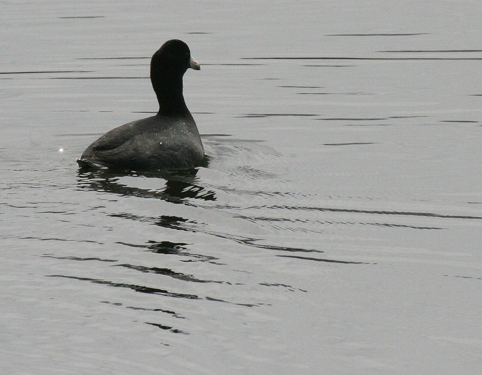 American Coot (Fulica americana) Prat