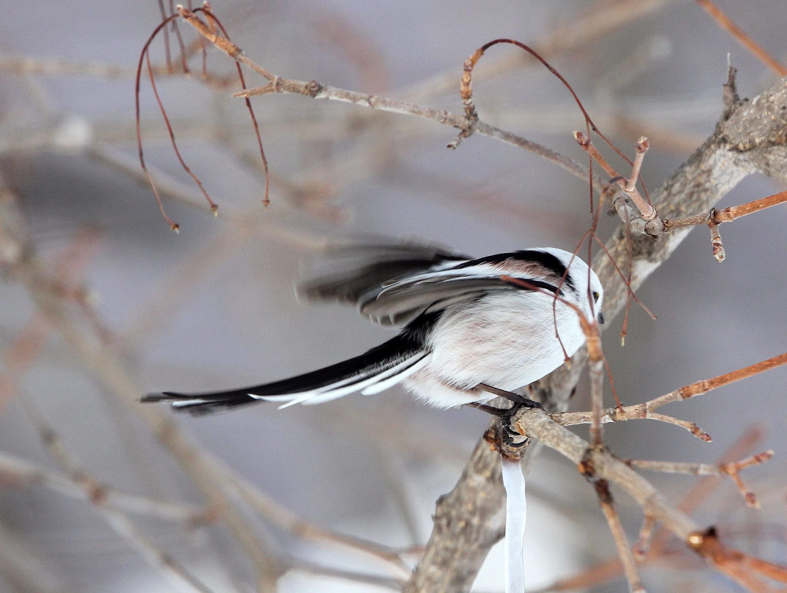 Long-tailed tit (Aegithalos caudatus) Kussharo Lake, Hokkaido Japan (2).JPG