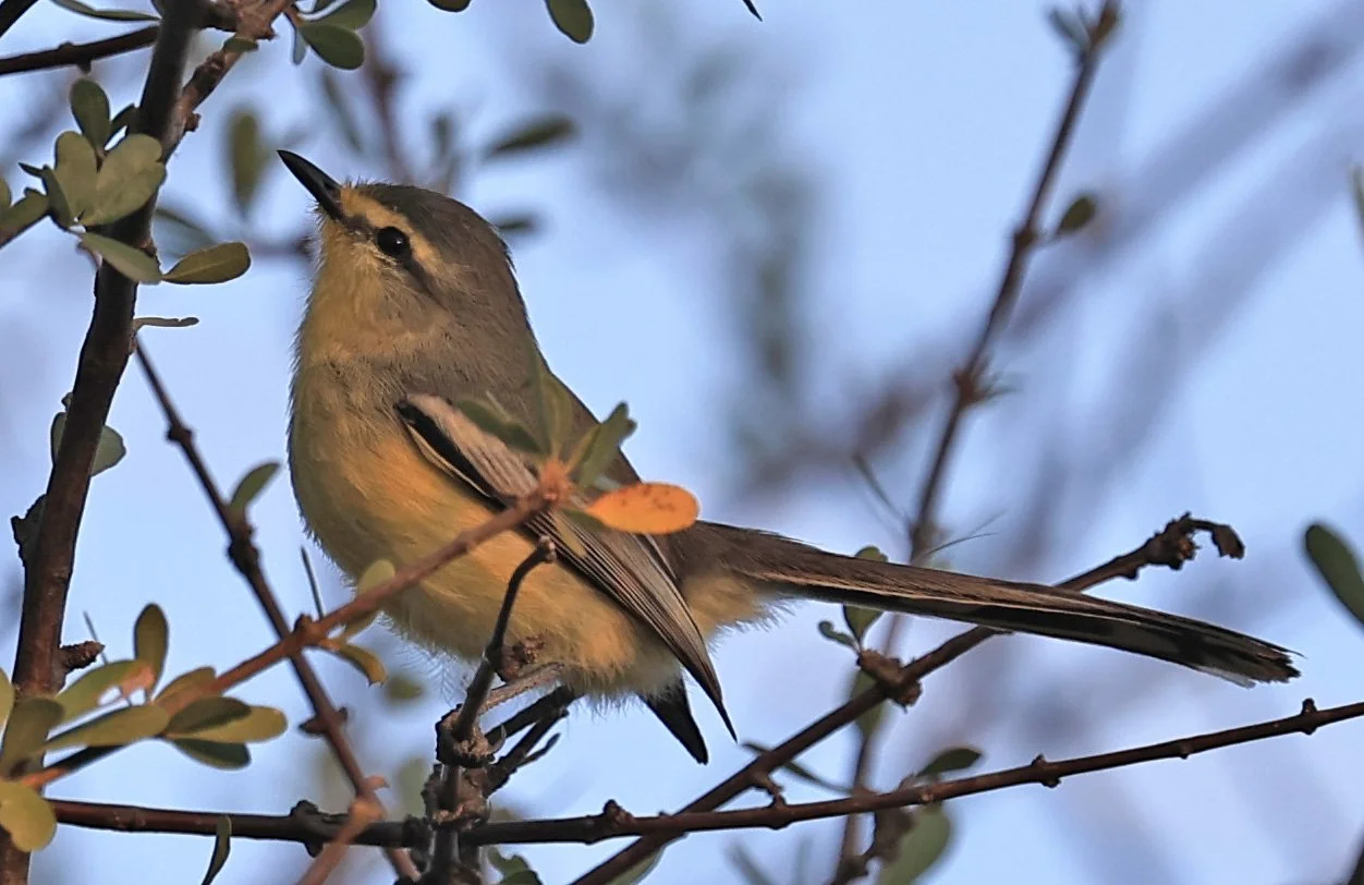 Greater Wagtail-tyrant (Stigmatura budytoides)