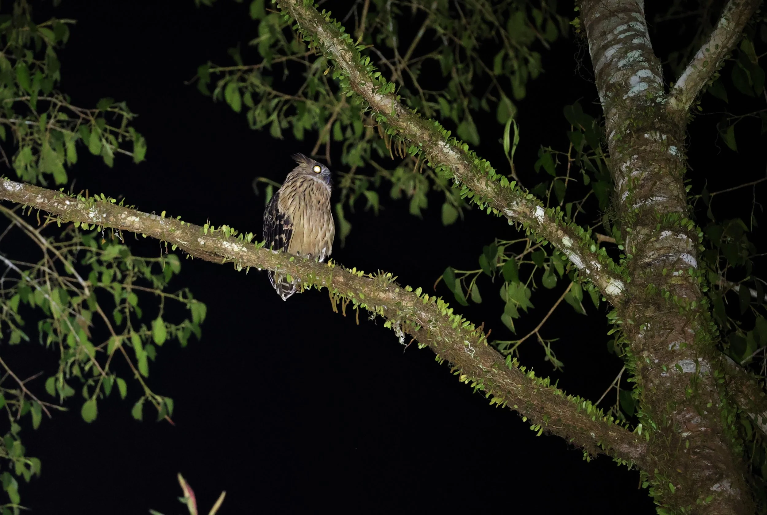 OWL - BUFFY FISH OWL - Ketupa ketupu - KRUNG CHING, KHAO LUANG NP, JAN 2022 (5).jpg
