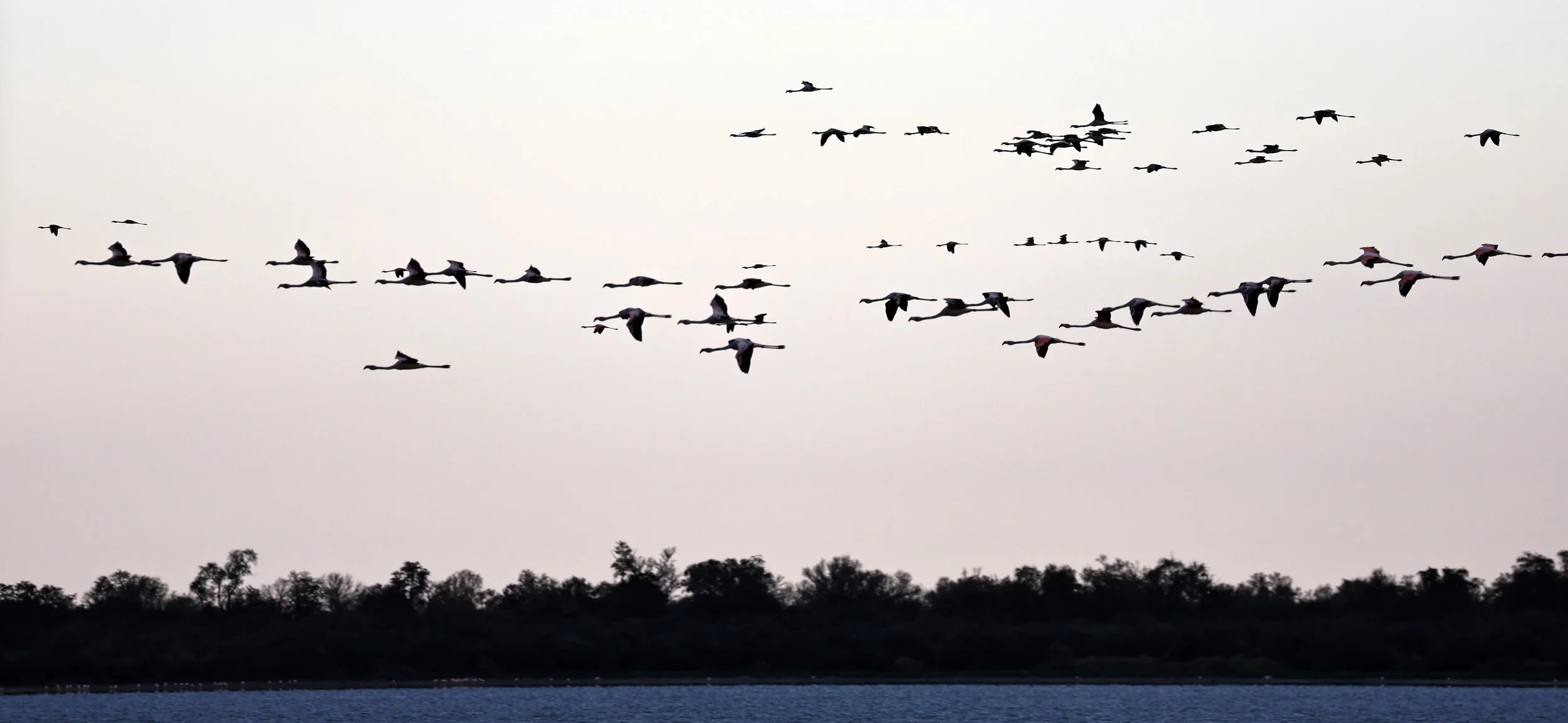 Chilean Flamingo (Phoenicopterus chilensis) Chaco Lodge & Laguna Salada Paraguay (105).jpg