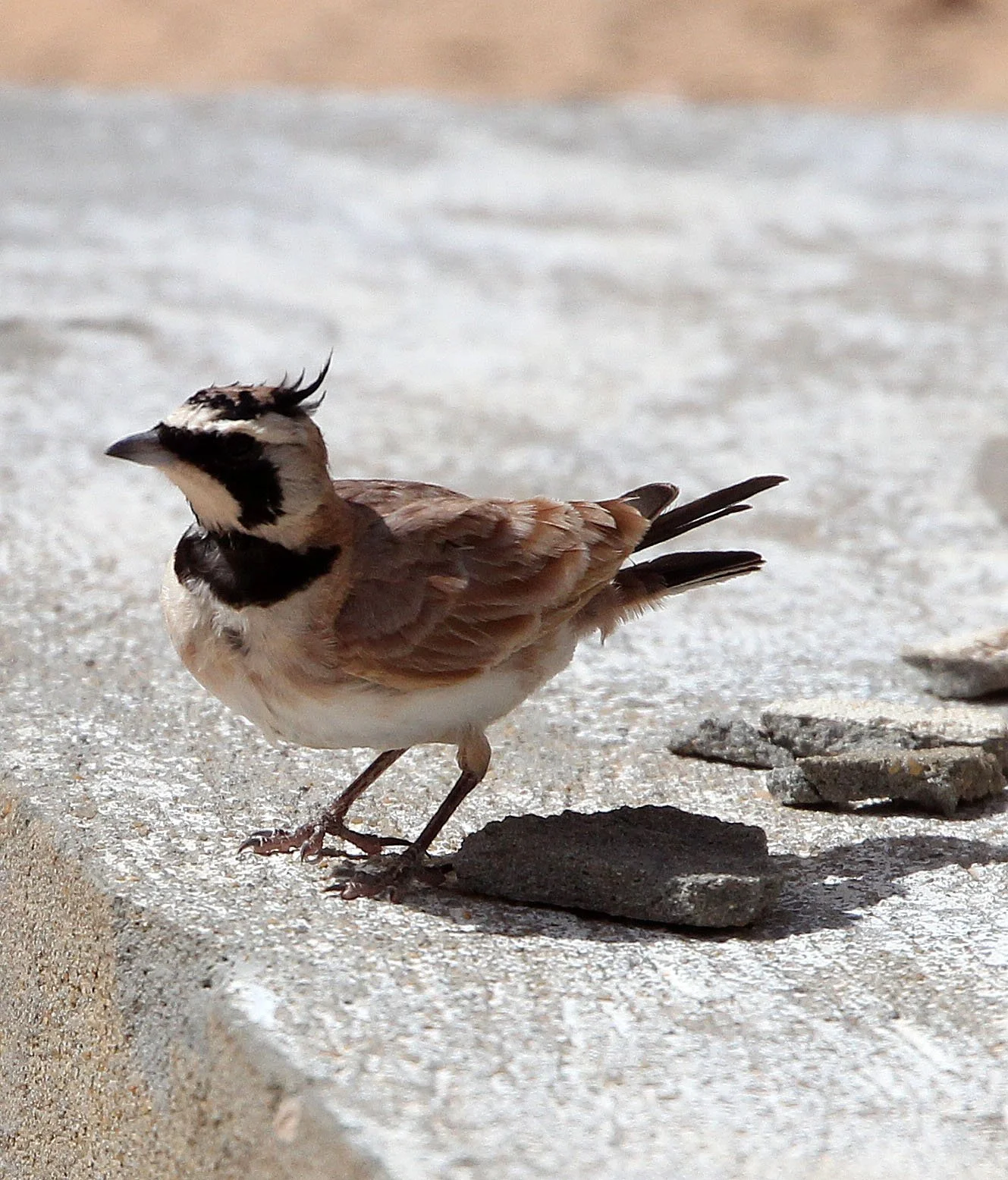Temminck's Lark or Shore Lark (Eremophila bilopha) Jebil NP Tunisia (2).JPG