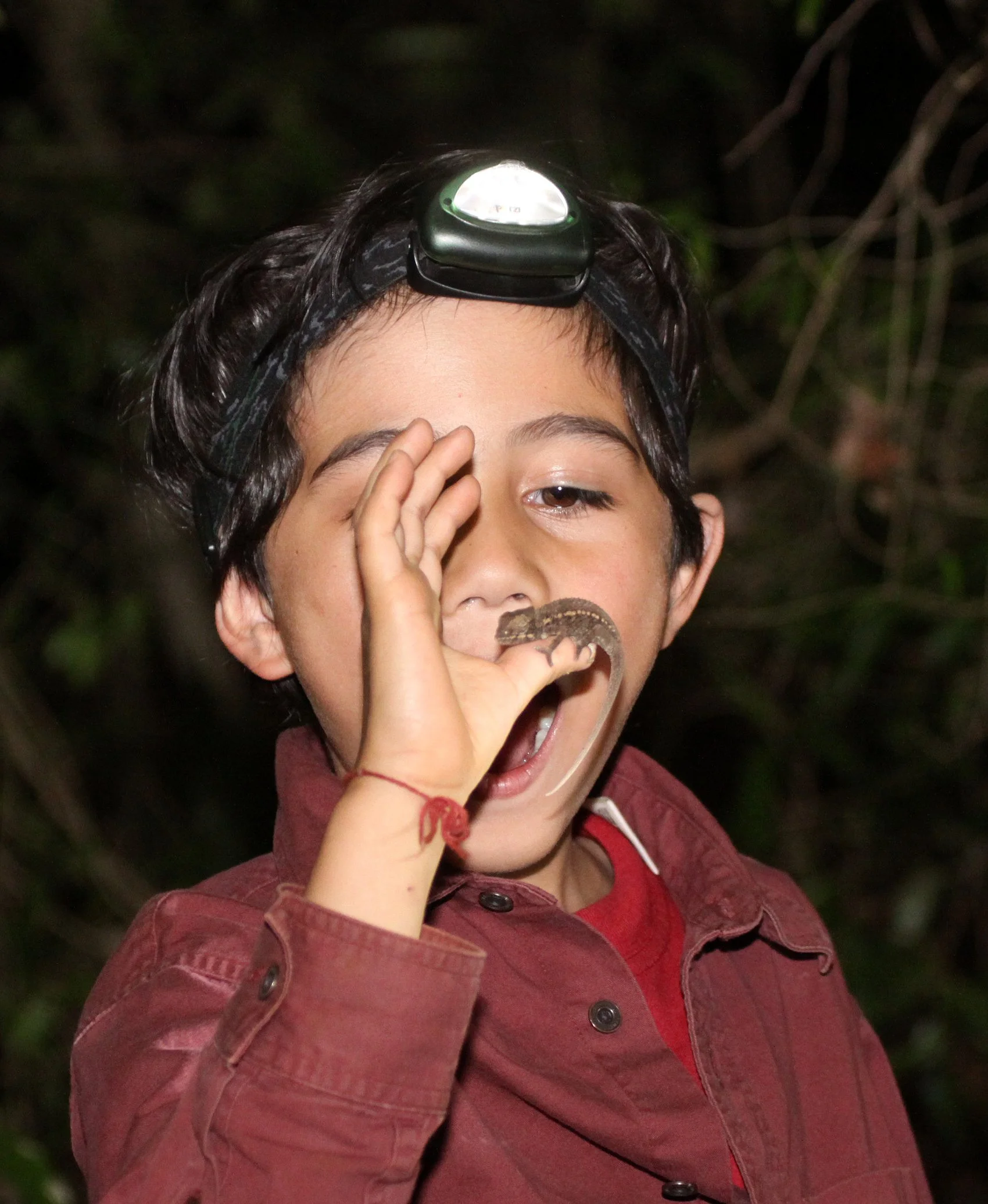 Calumma crypticum - CRYPTIC CHAMELEON - BERENTY RESERVE MADAGASCAR (5).JPG