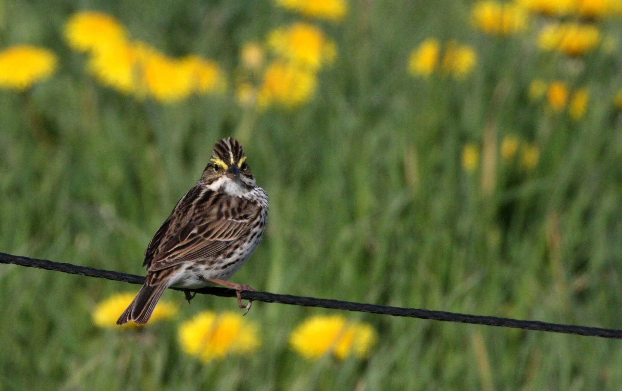 Savannah Sparrow (Passerculus sandwichensis) Sequim Prairie Washington (4).JPG