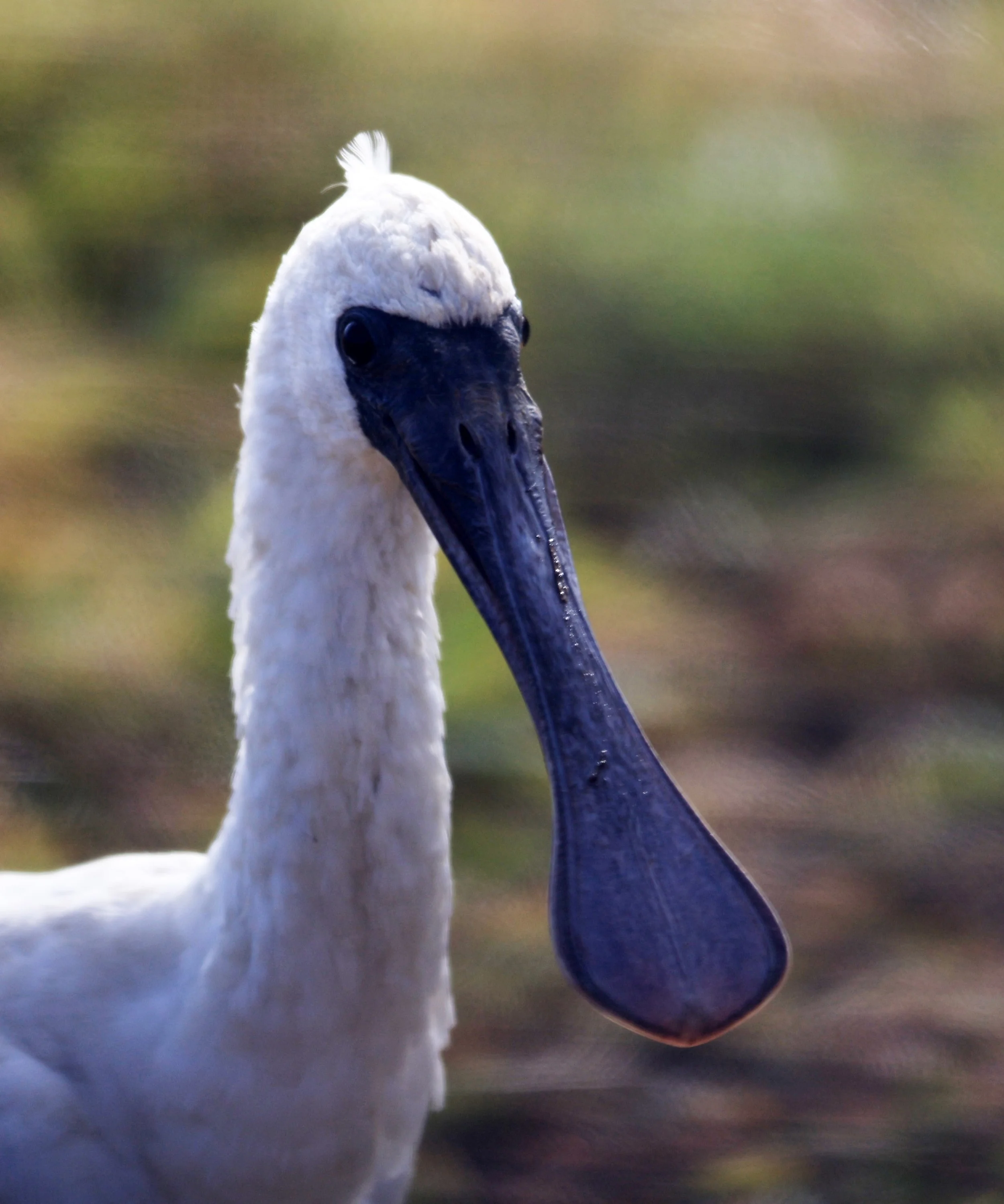 Black-faced Spoonbill (Platalea minor) Izumi Crane Center and Fields Izumi Kagoshima Japan (69).jpg