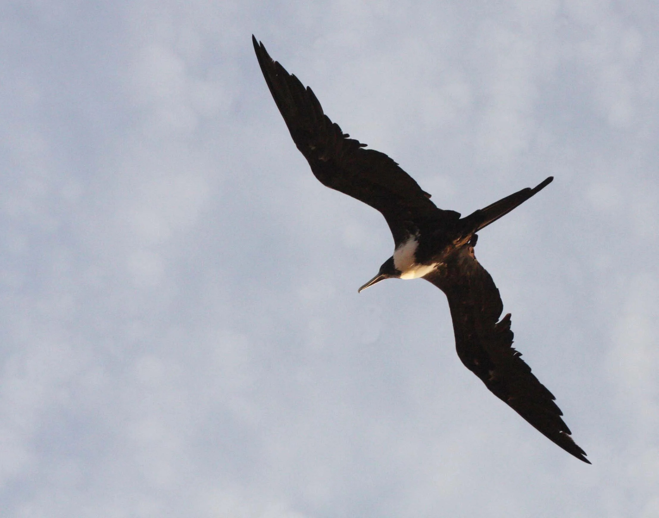 Magnificent Frigatebird (Fregata magnificens) Isla Santa Catalina, Baja Mexico (3).JPG