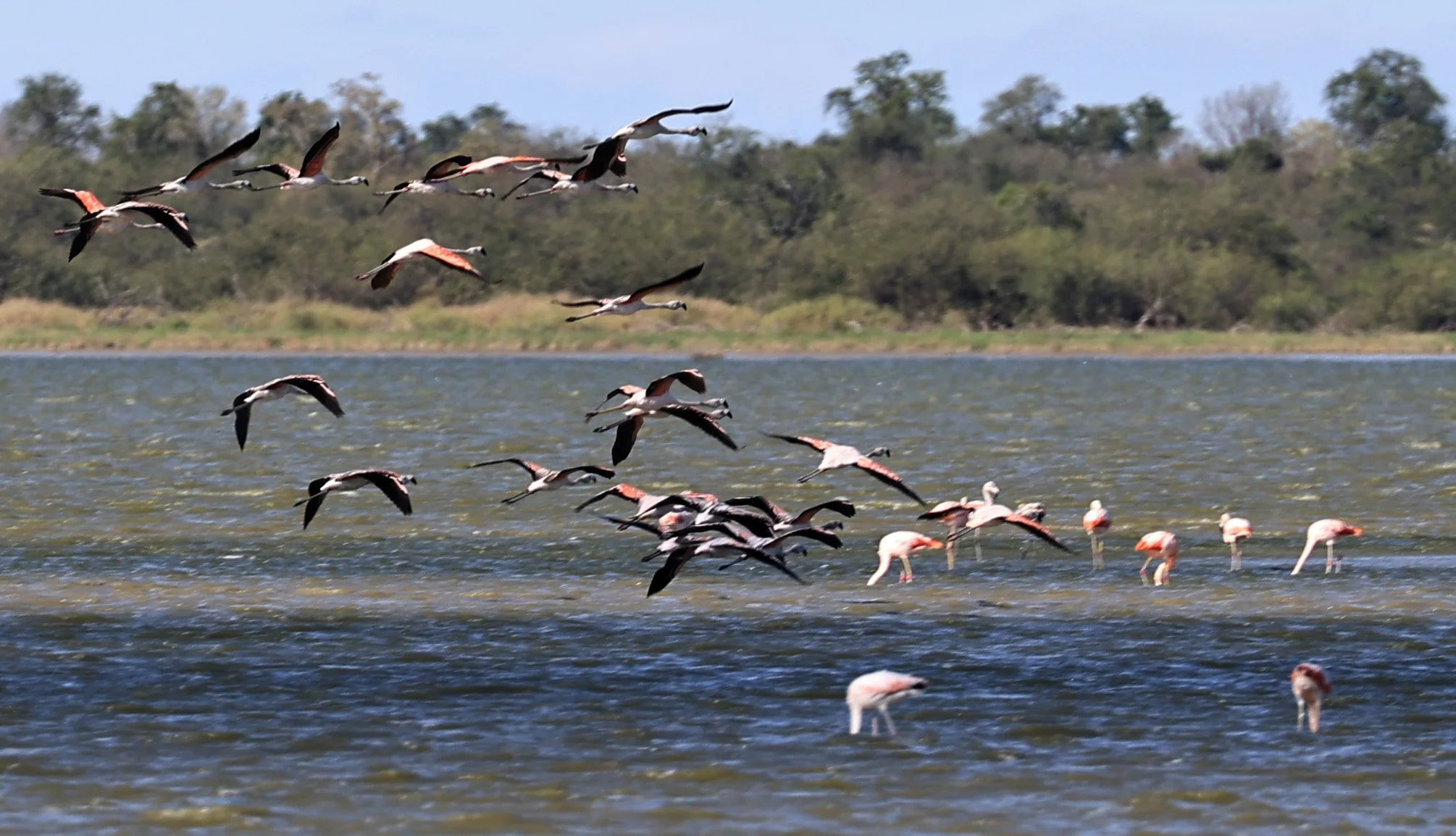 Chilean Flamingo (Phoenicopterus chilensis) Chaco Lodge & Laguna Salada Paraguay (96).jpg