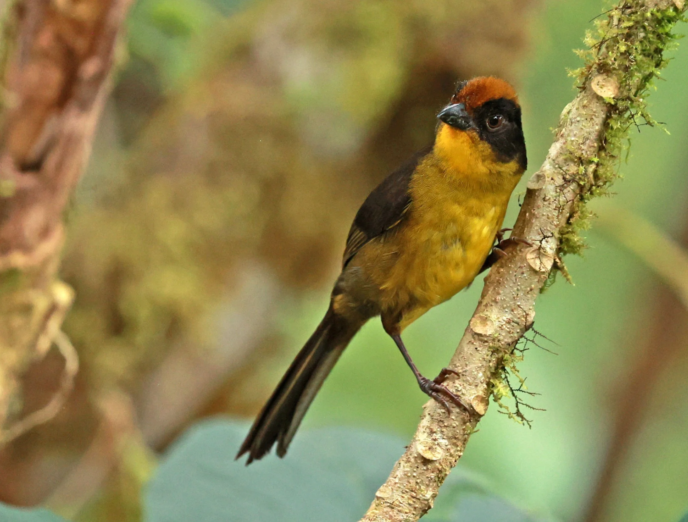 Choco or Dusky Brushfinch (Atlapetes crassus) Bellavista Cloud Forest Lodge, Ecuador (11).jpg
