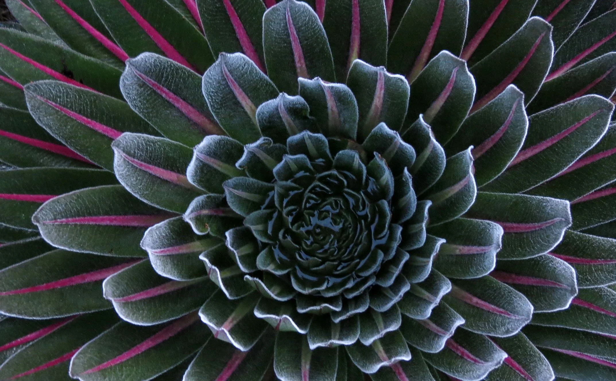 RWENZORI NATIONAL PARK UGANDA (194).JPG