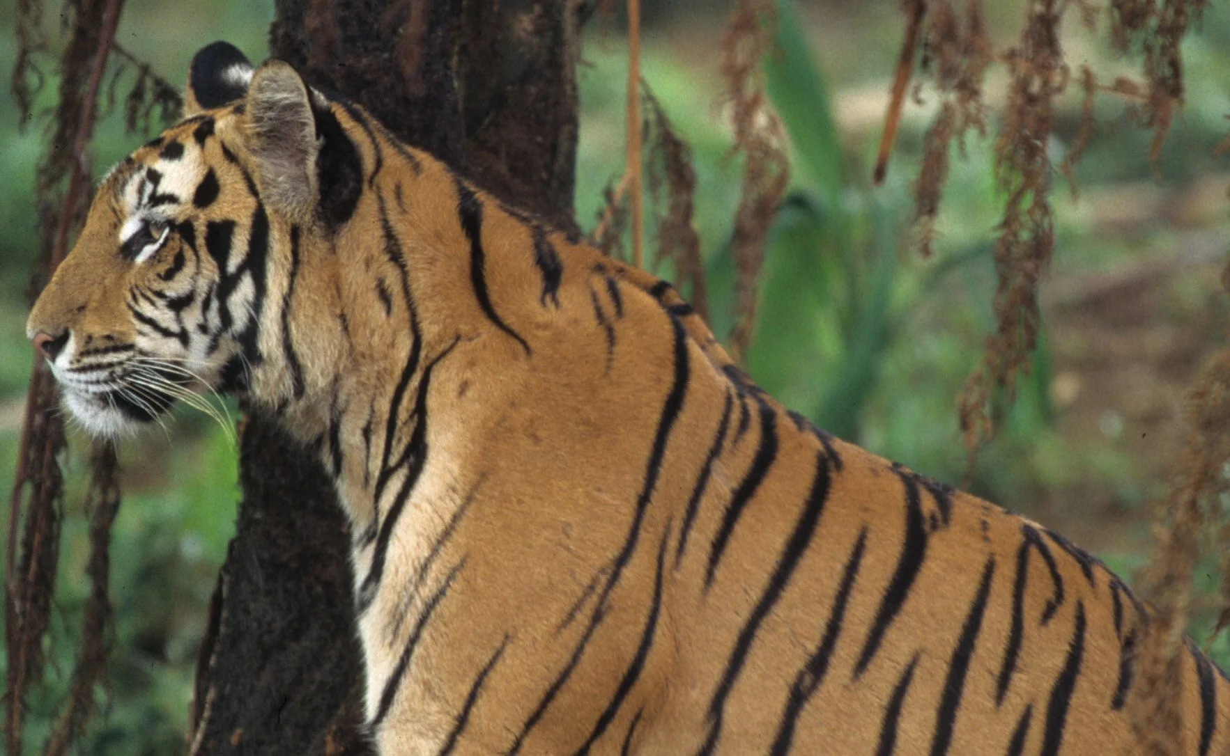 TIGER E1.jpg