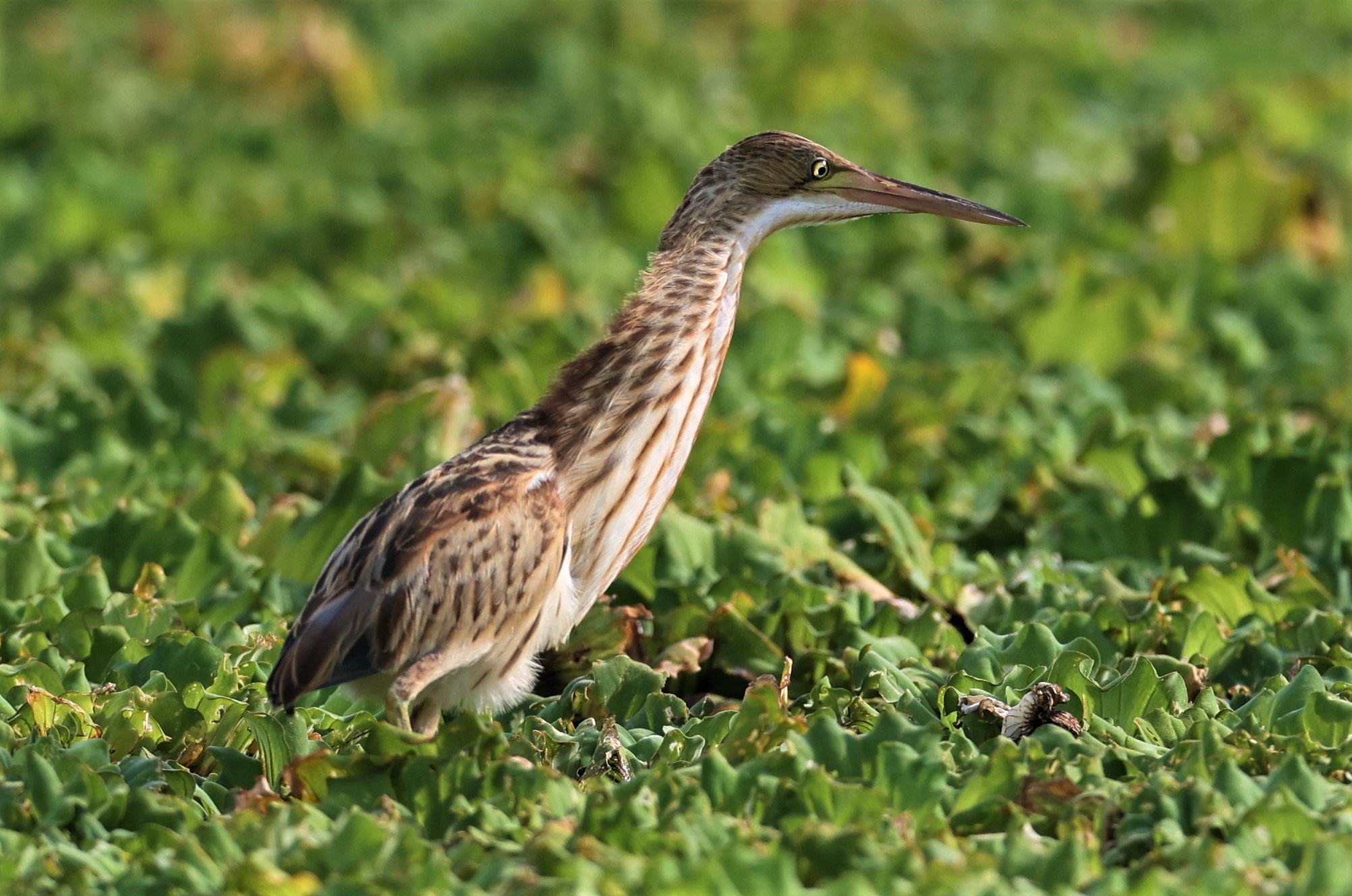 BITTERN - YELLOW BITTERN - Ixobrychus sinensis - LAT KRABANG THAP YAO RICEFIELDS 01 OCT 2021 (19).jpg