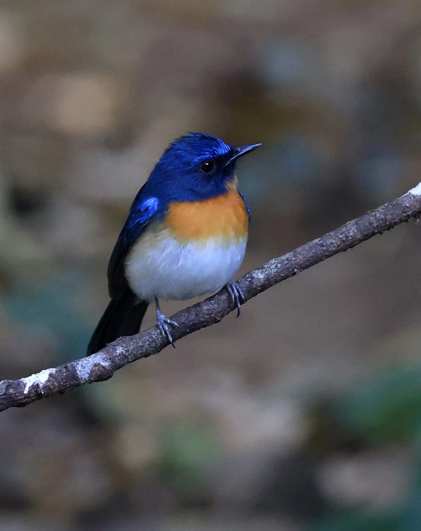 Indochinese Blue Flycatcher (Cyornis sumatrensis) Kaeng Krachan National Park ESS Expedition 2026 (2).jpg