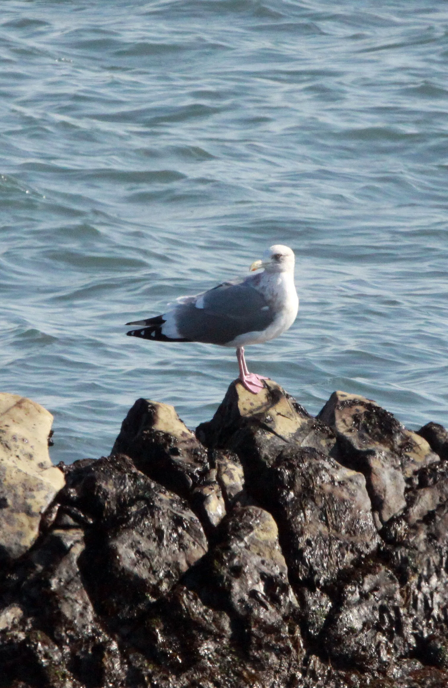 BIRD - VEGA GULL - SHIZUOKA COASTLINE JAPAN (5).JPG