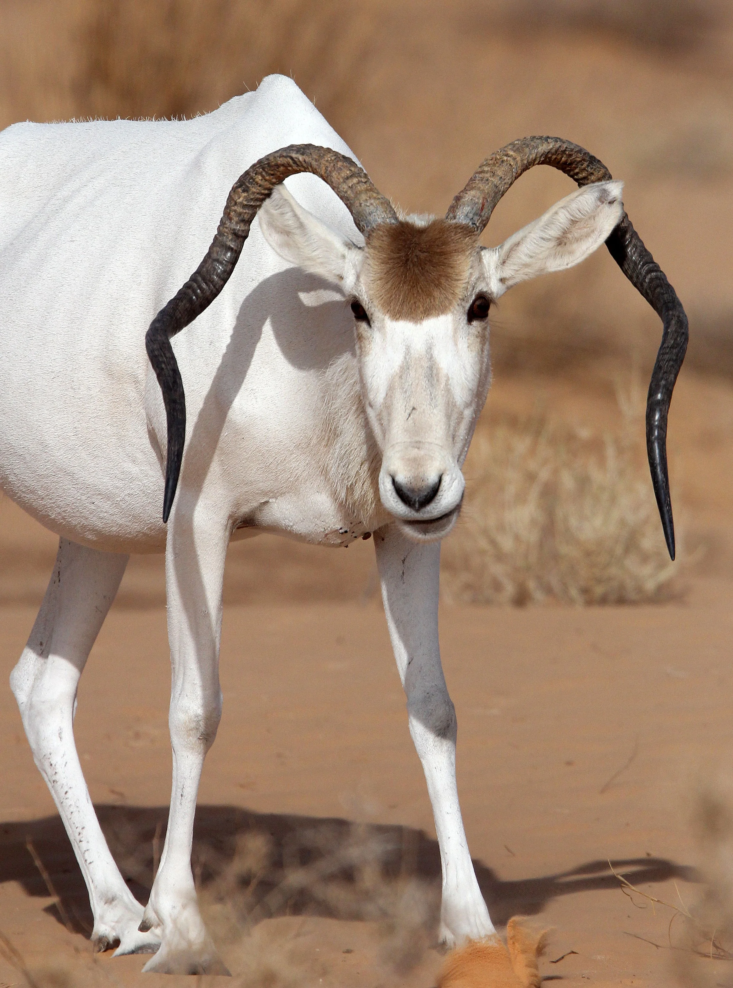 ADDAX - Addax nasomaculatus - JEBIL NATIONAL PARK TUNISIA (123).JPG