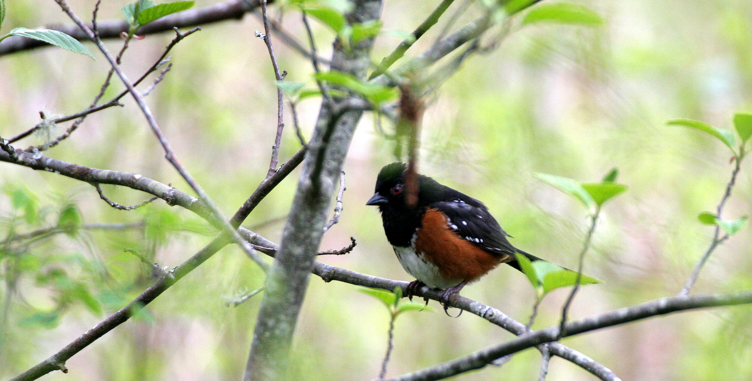 BIRD - TOWHEE - SPOTTED TOWHEE - LAKE FARM TRAILS.JPG