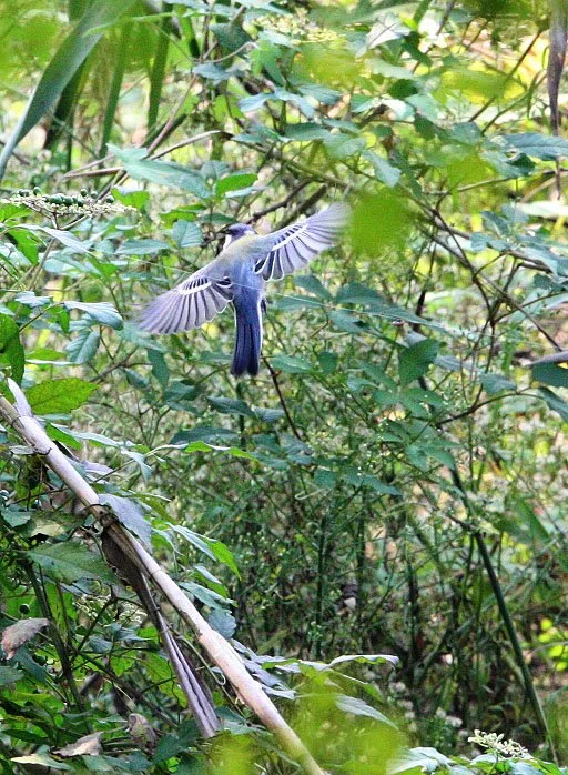 Japanese Tit (Parus minor) Nankou Rudong, China (5).JPG