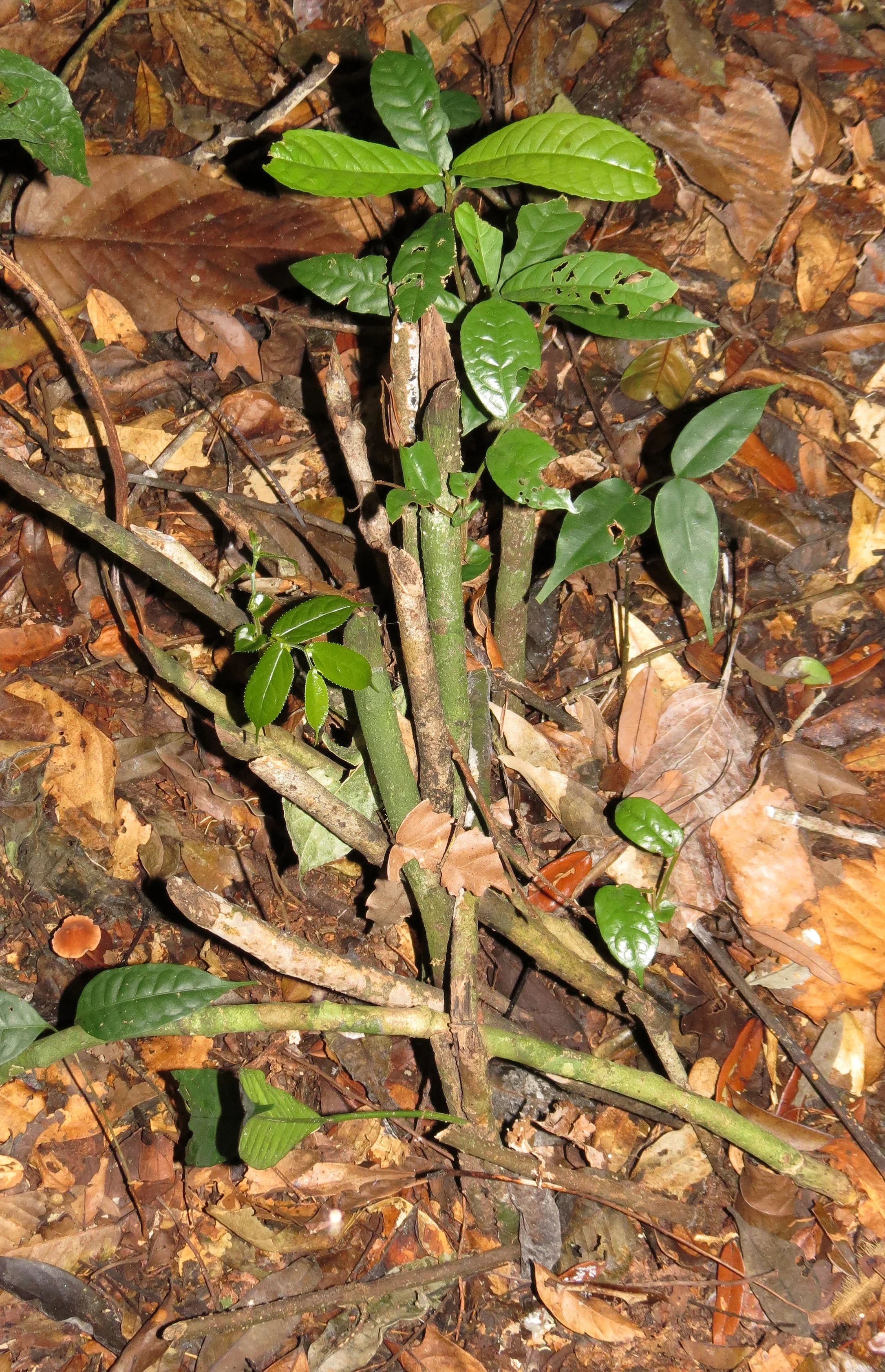 SANGHA RESERVE - BA'AKA HUNT - CENTRAL AFRICAN REPUBLIC (51).JPG