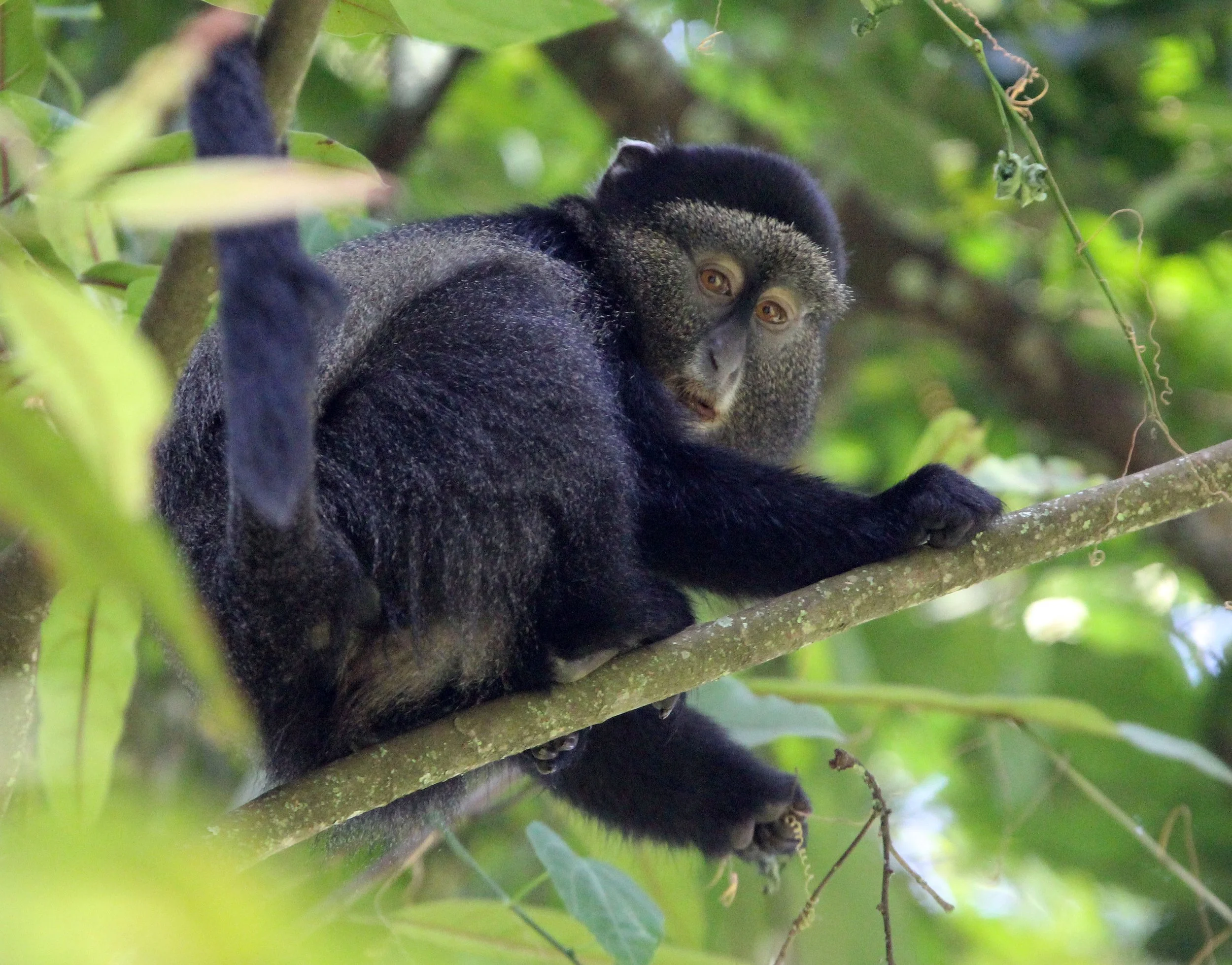 CERCOPITHECIDAE - Cercopithecus doggetti - SILVER MONKEY - NYUNGWE NATIONAL PARK RWANDA (156).JPG