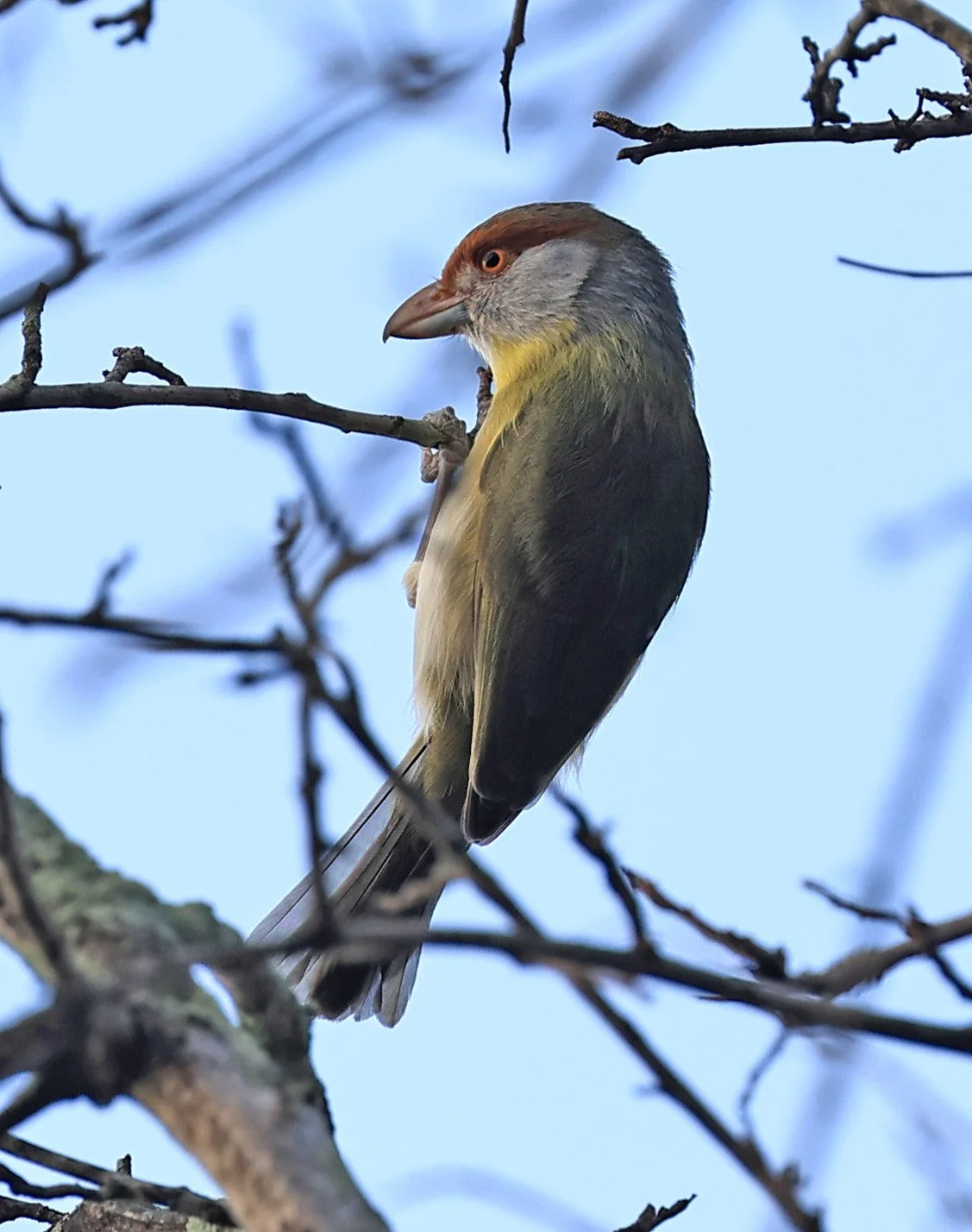 Rufous-browed Peppershrike (Cyclarhis gujanensis) Selva Serena Natural Reserve (11).jpg