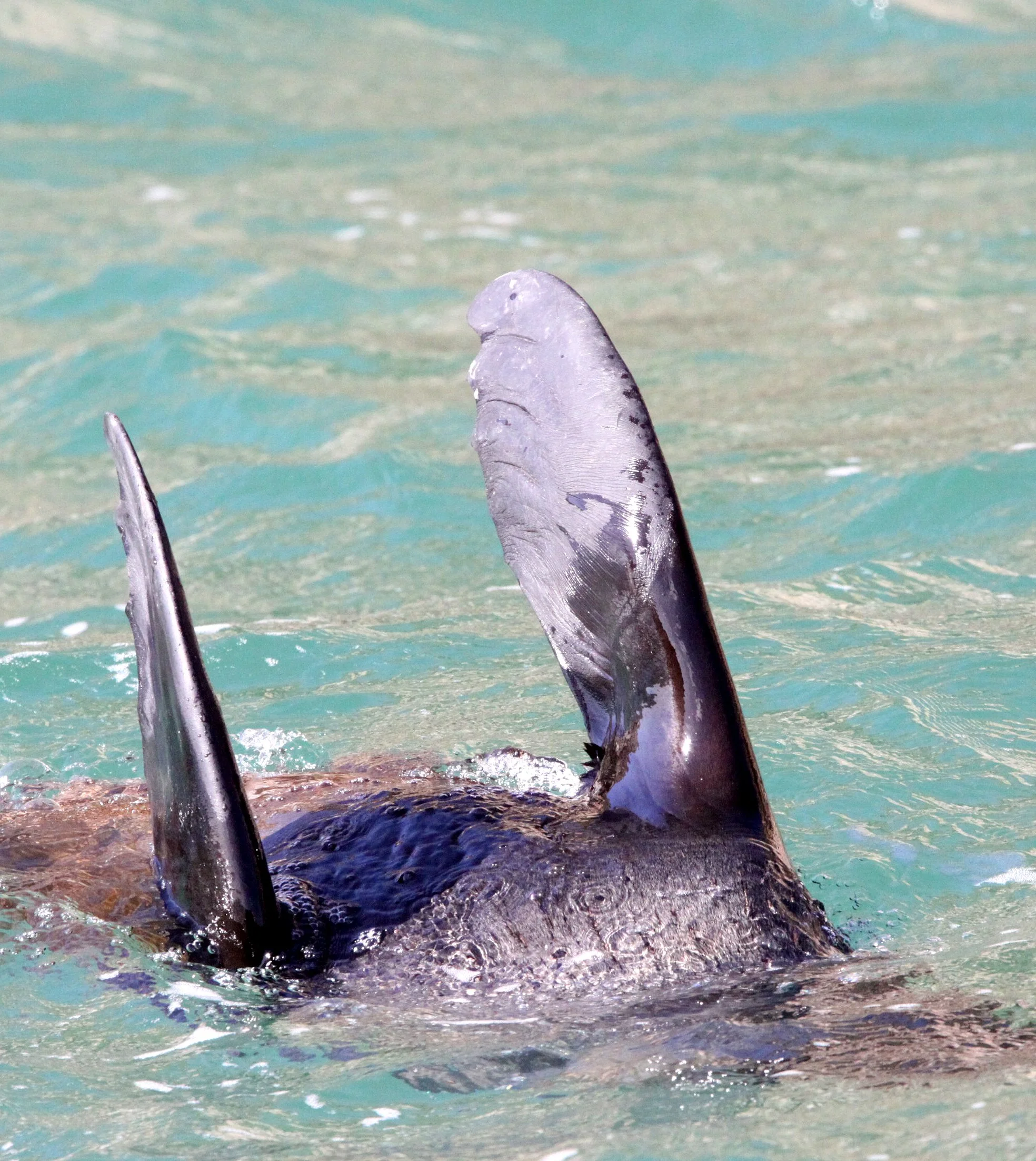 Arctocephalus pusillus pusillus - BROWN (CAPE) FUR SEAL - PLETTENBERG BAY SOUTH AFRICA (49).JPG