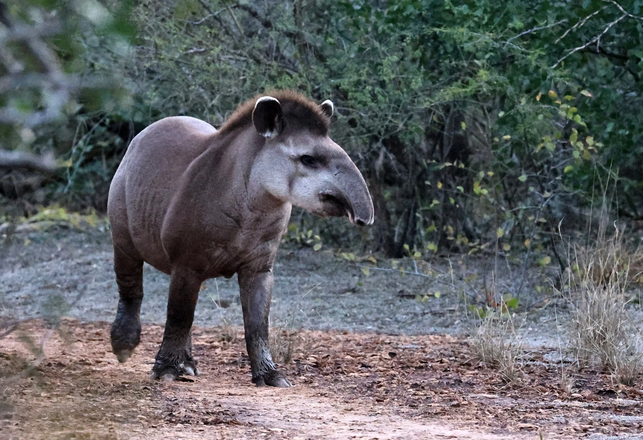 South American Tapir (Tapirus terrestris) Parque Nacional Teniente Agripino Enciso (18).jpg