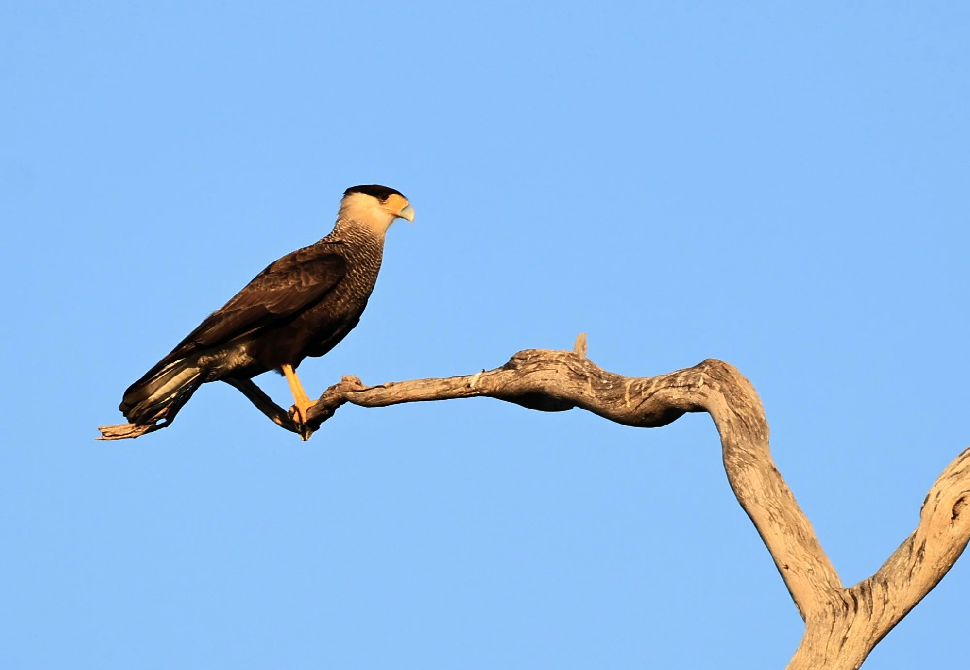 Crested Caracara (Caracara plancus) Agua Dulce Paraguay  (8).jpg