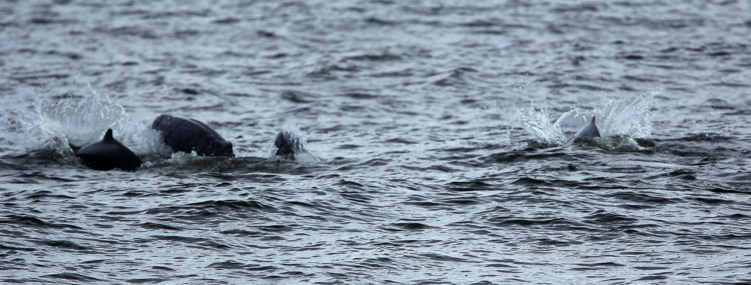 Orcaella brevirostris - IRRAWADY DOLPHIN - THA KHAM BANGKOK (18).JPG