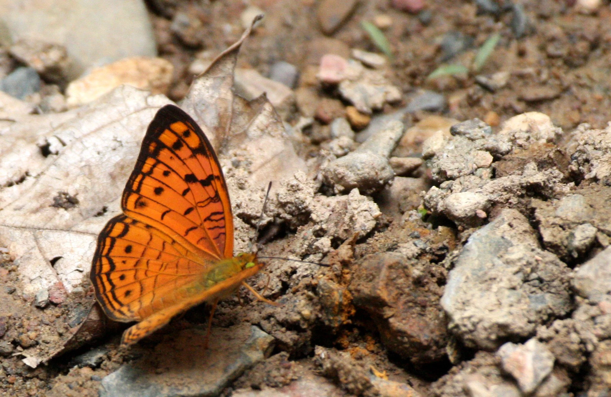 Nymphalidae - Phalanta alcippe - Kaeng Krachan NP, Thailand