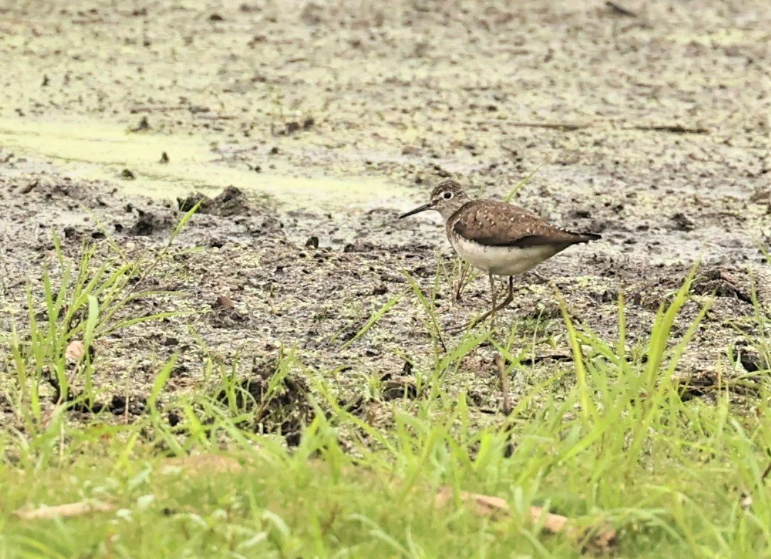 Tringa solitaria - SOLITARY SANDPIPER - LINCOLN MARSH WHEATON ILLINOIS 2022 (2).jpg