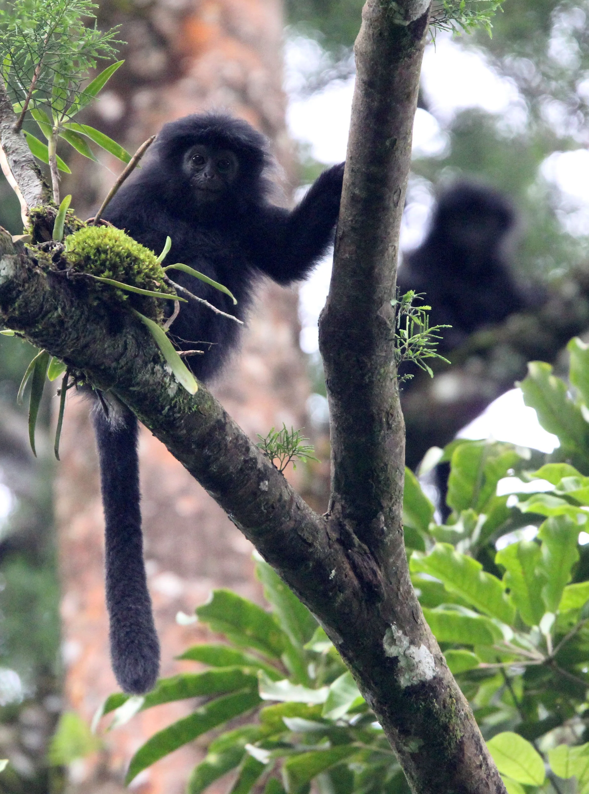 CERCOPITHECIDAE - Trachypithecus mauritius - WEST JAVAN (EBONY) LANGUR - GEDE NATIONAL PARK JAVA BARAT INDONESIA (10).JPG