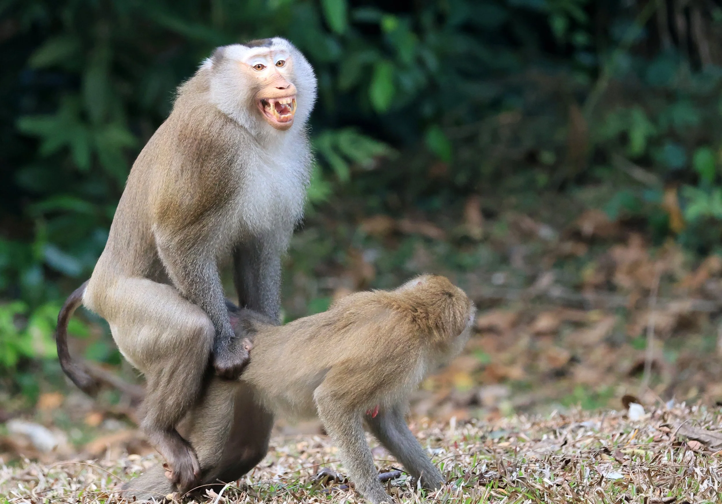 Making more macaques!