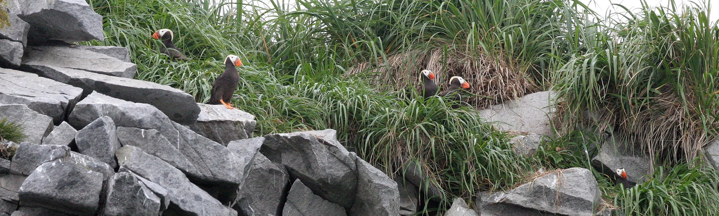Fratercula cirrhata - TUFTED PUFFIN - COAST OF KAMCHATKA (75).jpg