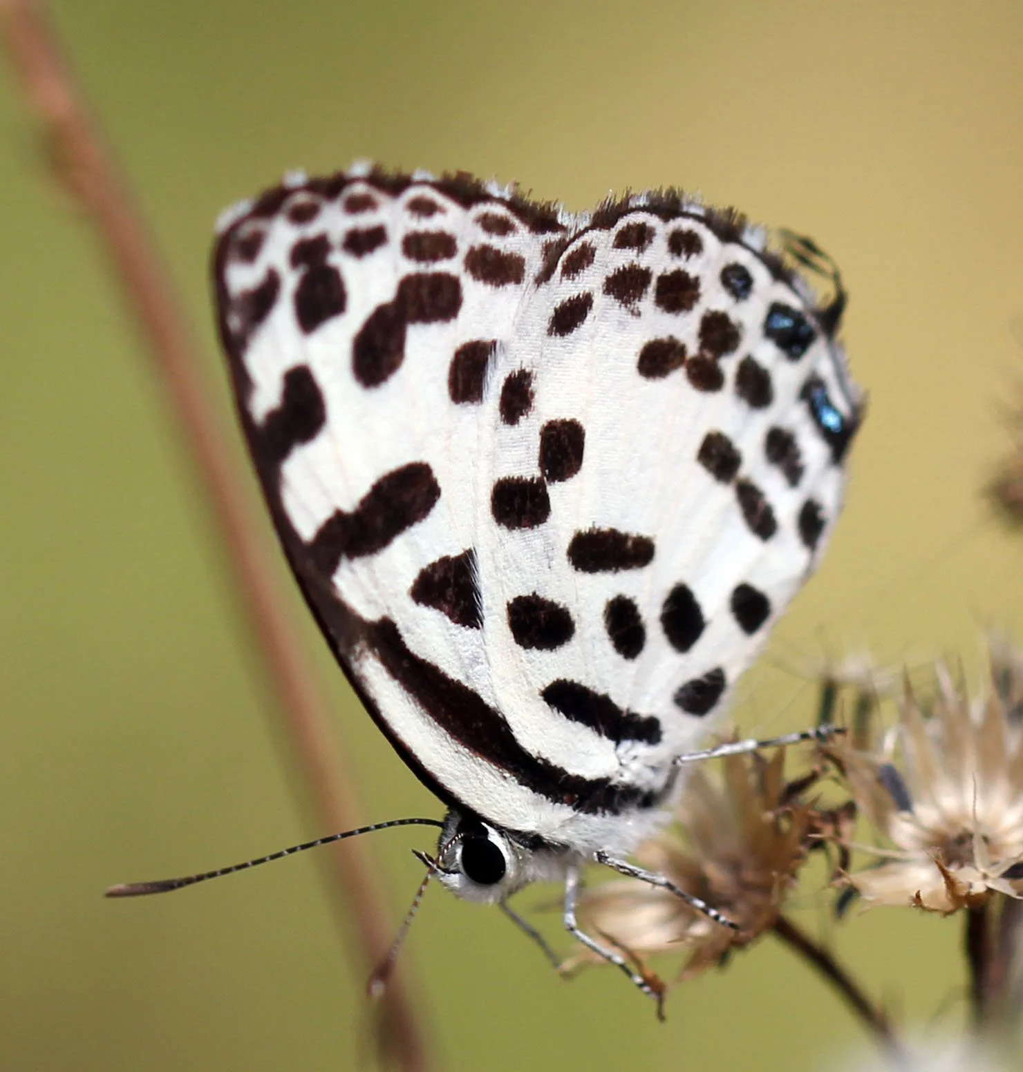 Common Pierrot butterfly (Castalius rosimon)