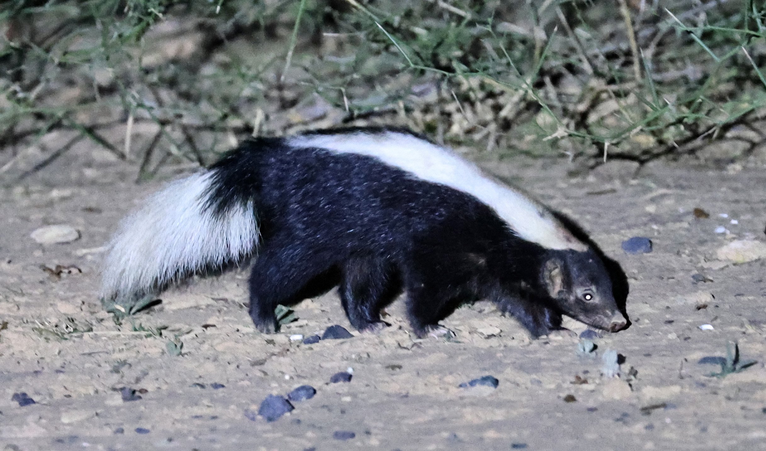 Molina's Hog-nosed Skunk (Conepatus chinga) Estancia Campo'í Paraguay