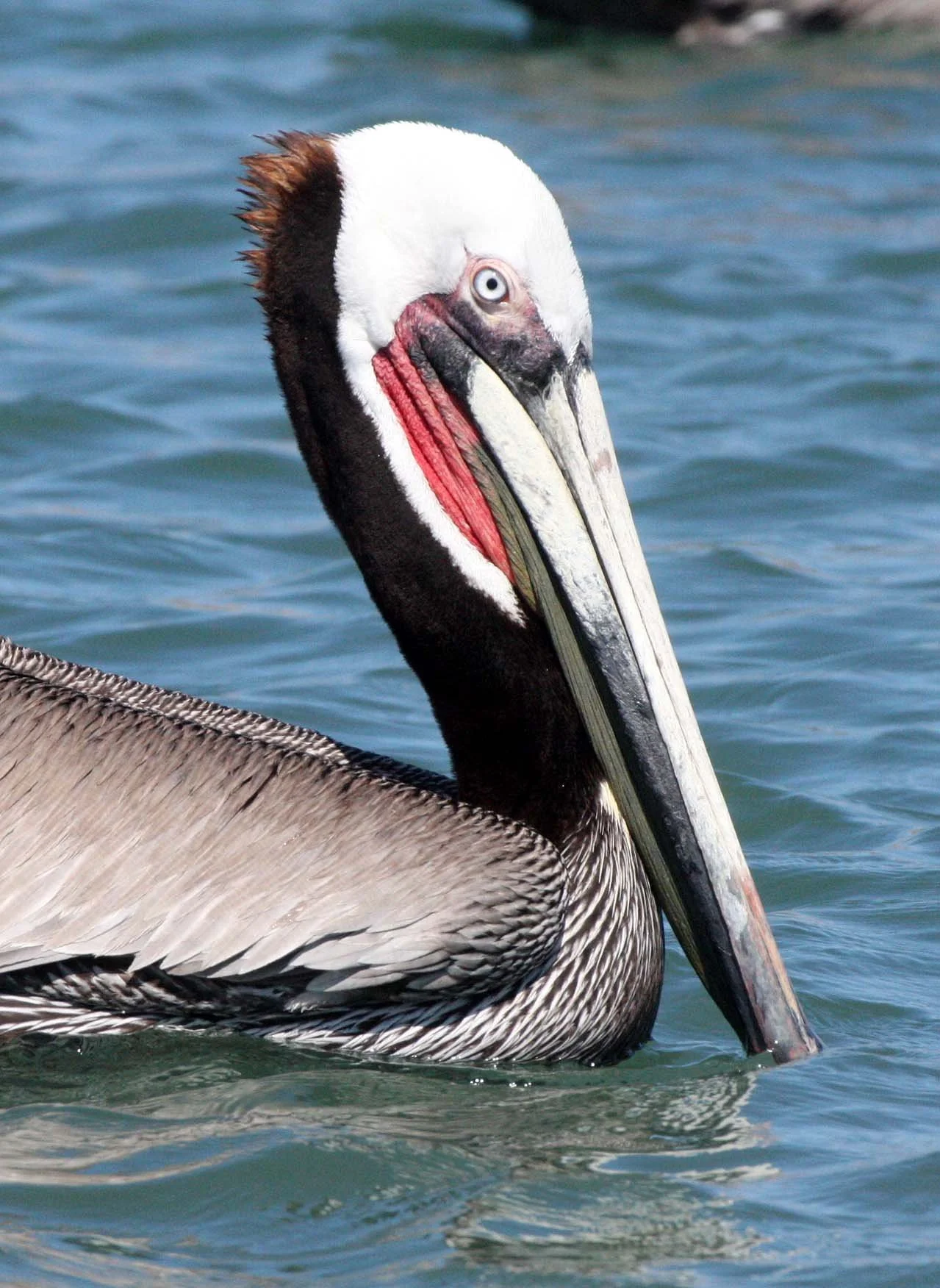 Pelecanus occidentalis - BROWN PELICAN - BAHIA DE LORETO HARBOR MEXICO (9).JPG