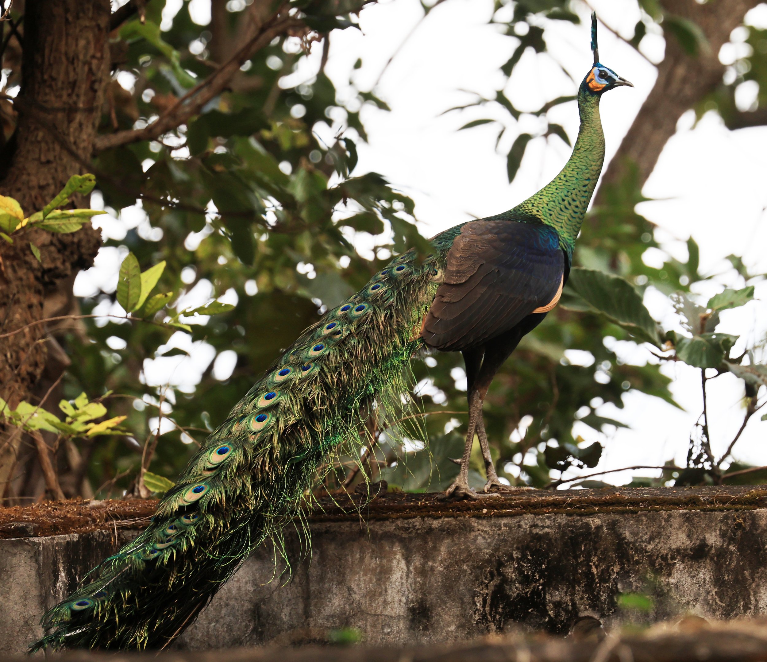 Green Peafowl (Pavo muticus) Doi Butsarakham Phayao Province (19).jpg