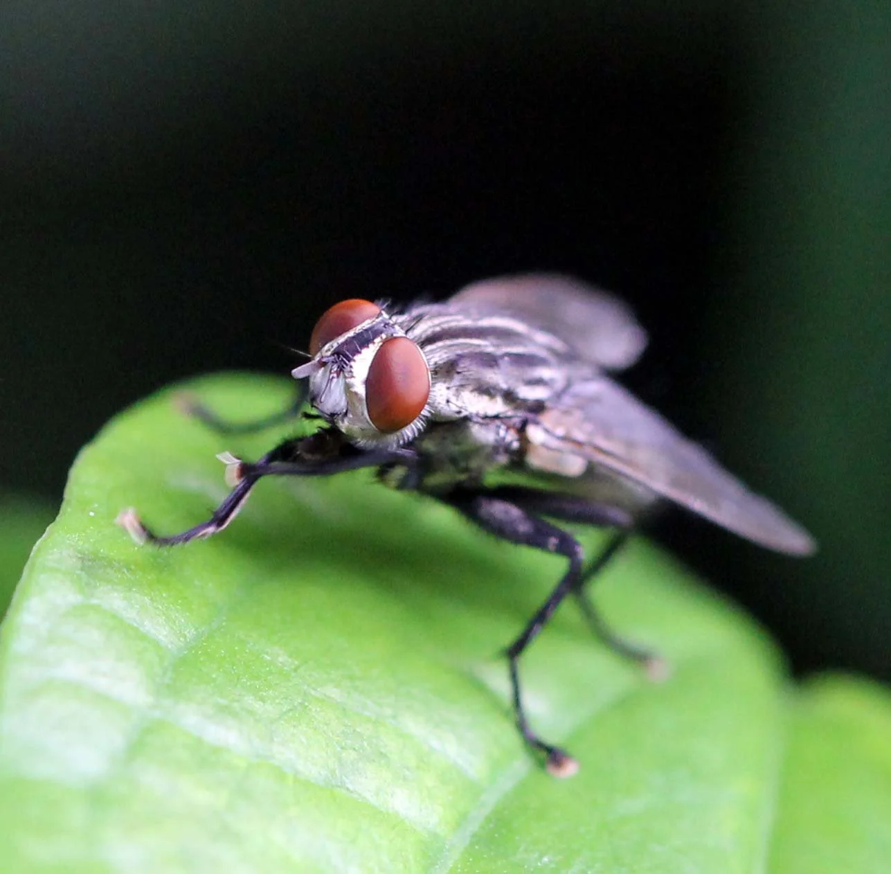 2013 in Nakhonsithammarat and some Krabi with Family (52).JPG