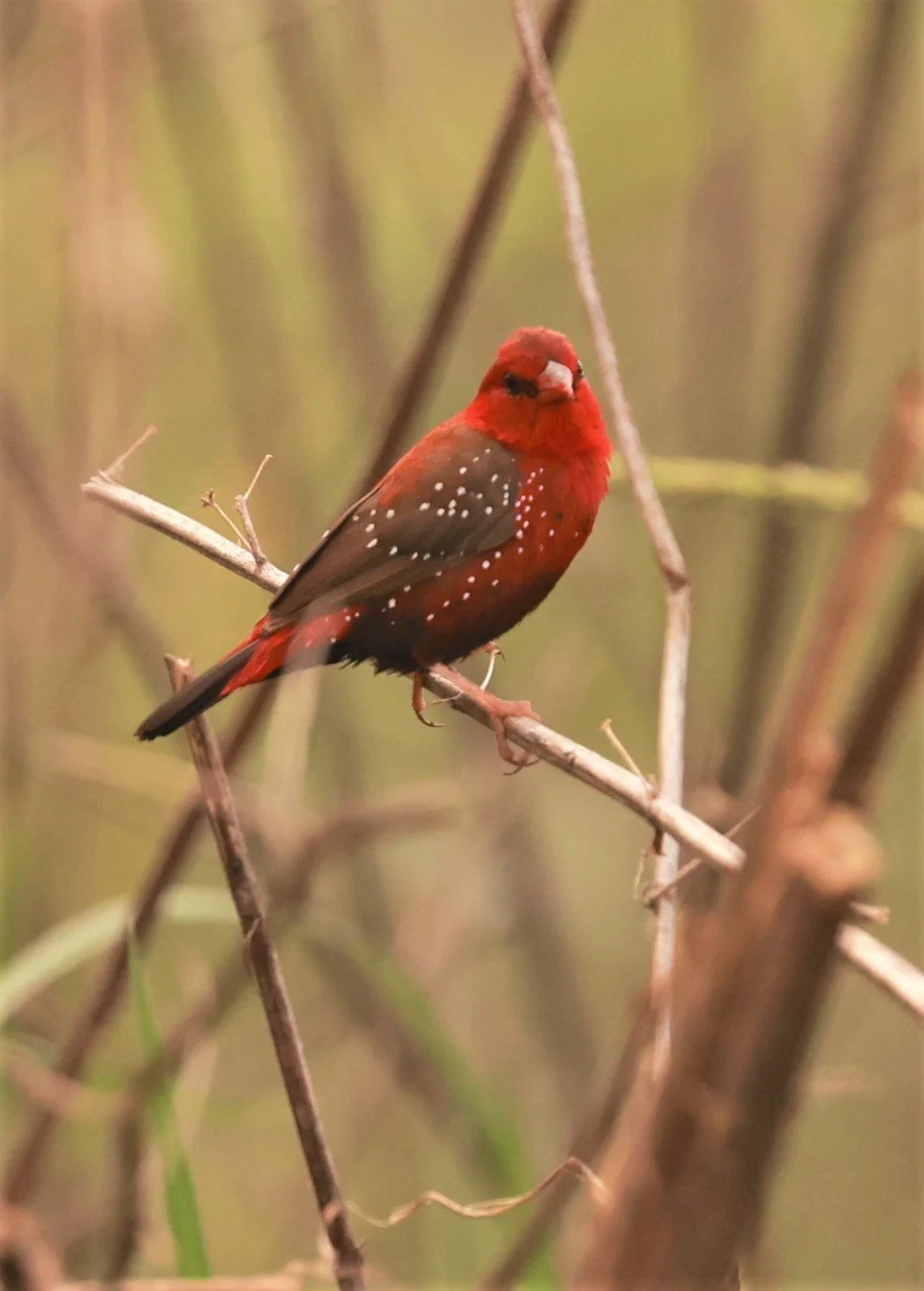 RED AVADAVAT - Amandava amandava - PATHUM THANI RICE RESEARCH CENTER 07 JAN 2023 (1).jpg